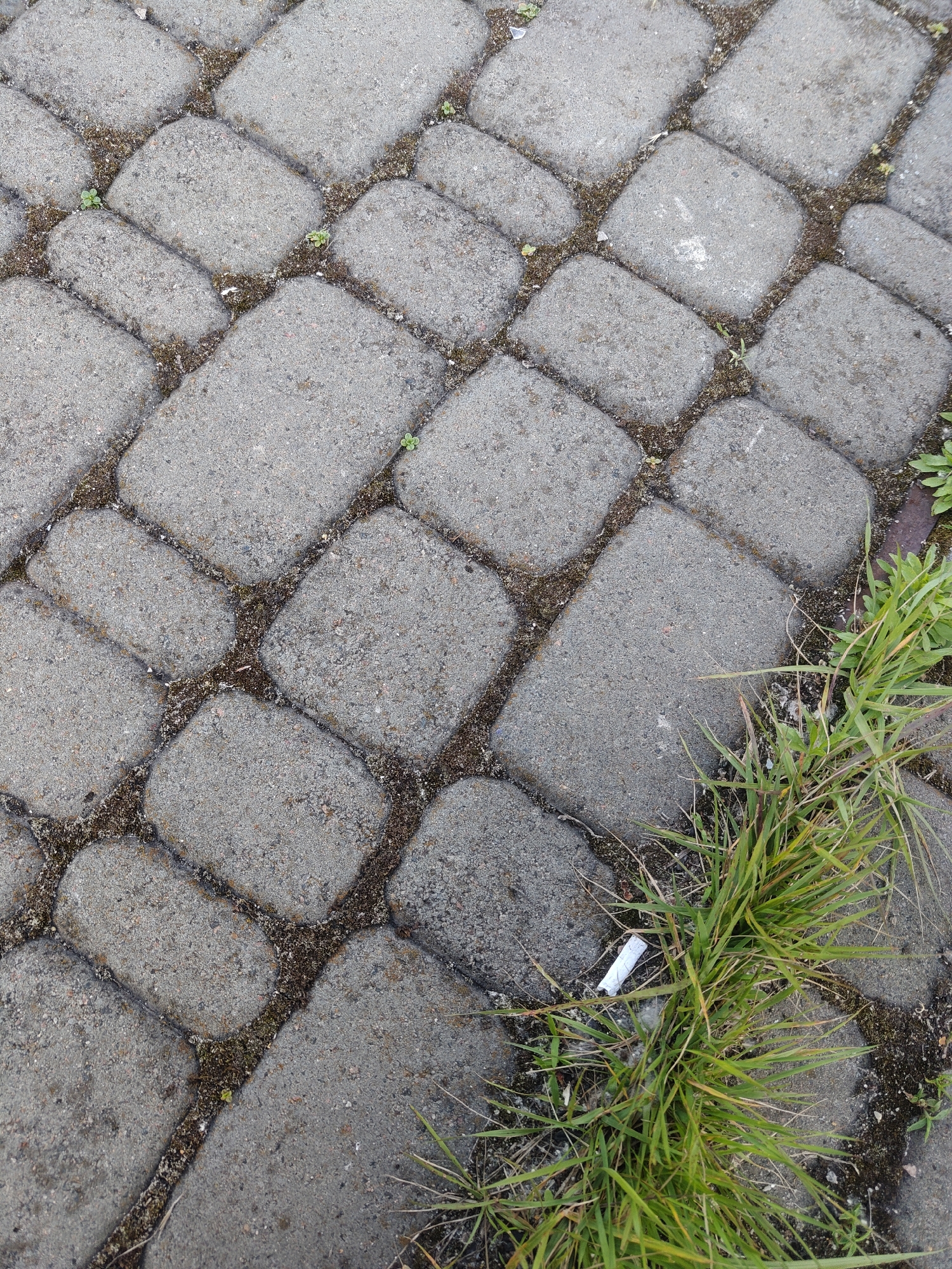 The image shows a close-up, overhead view of a textured cobblestone pathway. The stones are roughly rectangular with rounded edges, laid in a diagonal pattern. The spaces between the stones are filled with dark soil and small weeds. In the lower right quadrant of the image, a patch of bright green grass is growing, and a single white cigarette butt is visible amidst the grass and stones. The lighting suggests it is daytime. The scene is outdoors, appearing to be a public area or walkway, possibly in a park or along a street in Kyiv, Ukraine, characterized by the commonality of such paved surfaces and the presence of greenery.