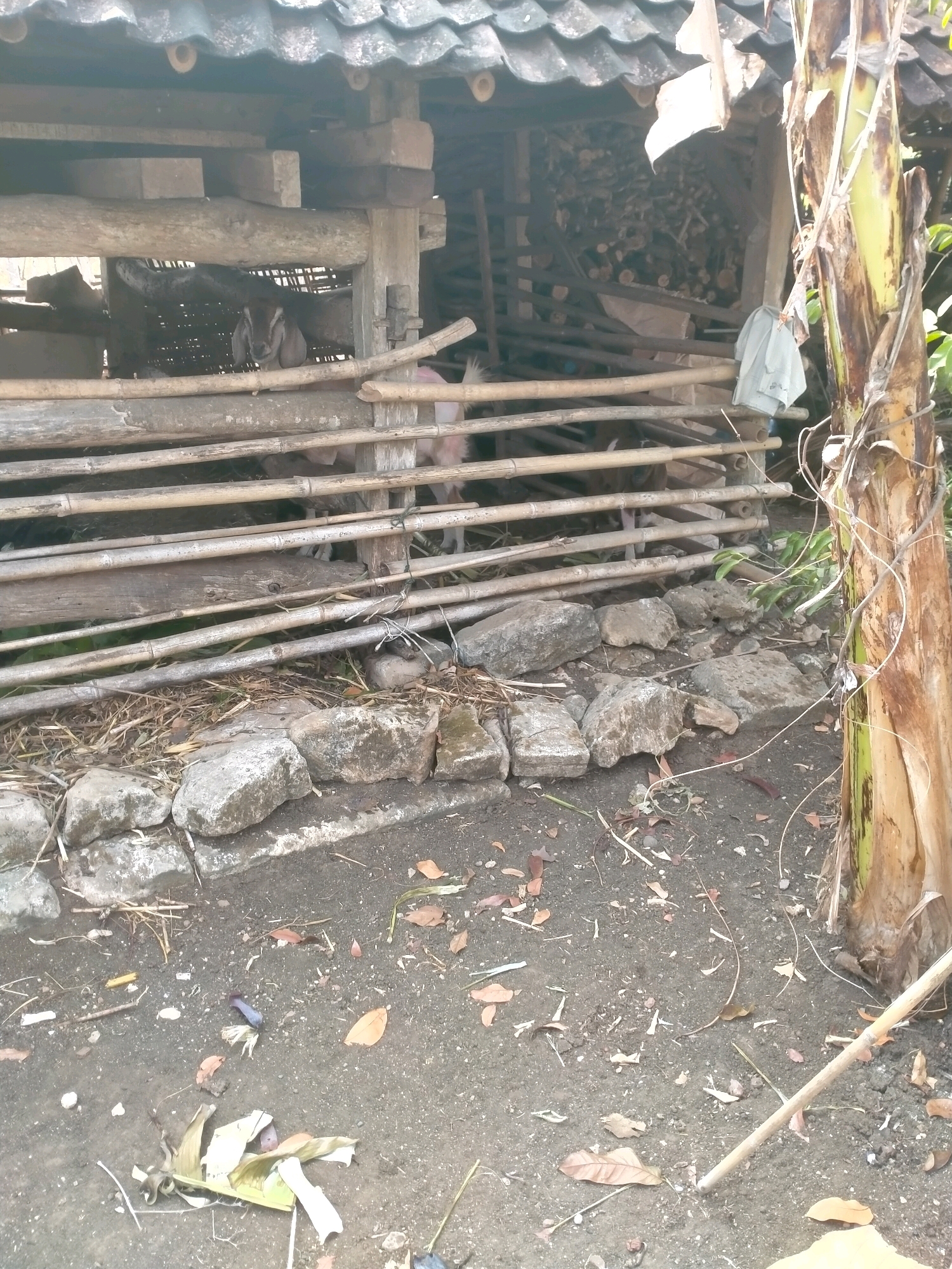 A goat enclosure is depicted in the image, located in Wonosari, Indonesia. The enclosure is constructed from bamboo poles and wooden beams, and it houses at least two goats. One goat, with brown and white markings, is visible looking out from the enclosure. The enclosure is situated next to a banana tree, and the ground in front of it is covered with dirt, scattered leaves, and rocks. In the background, a pile of firewood is visible under a tiled roof structure, suggesting a rural or semi-rural setting. A grey cloth is hanging on a bamboo pole to the right of the enclosure.