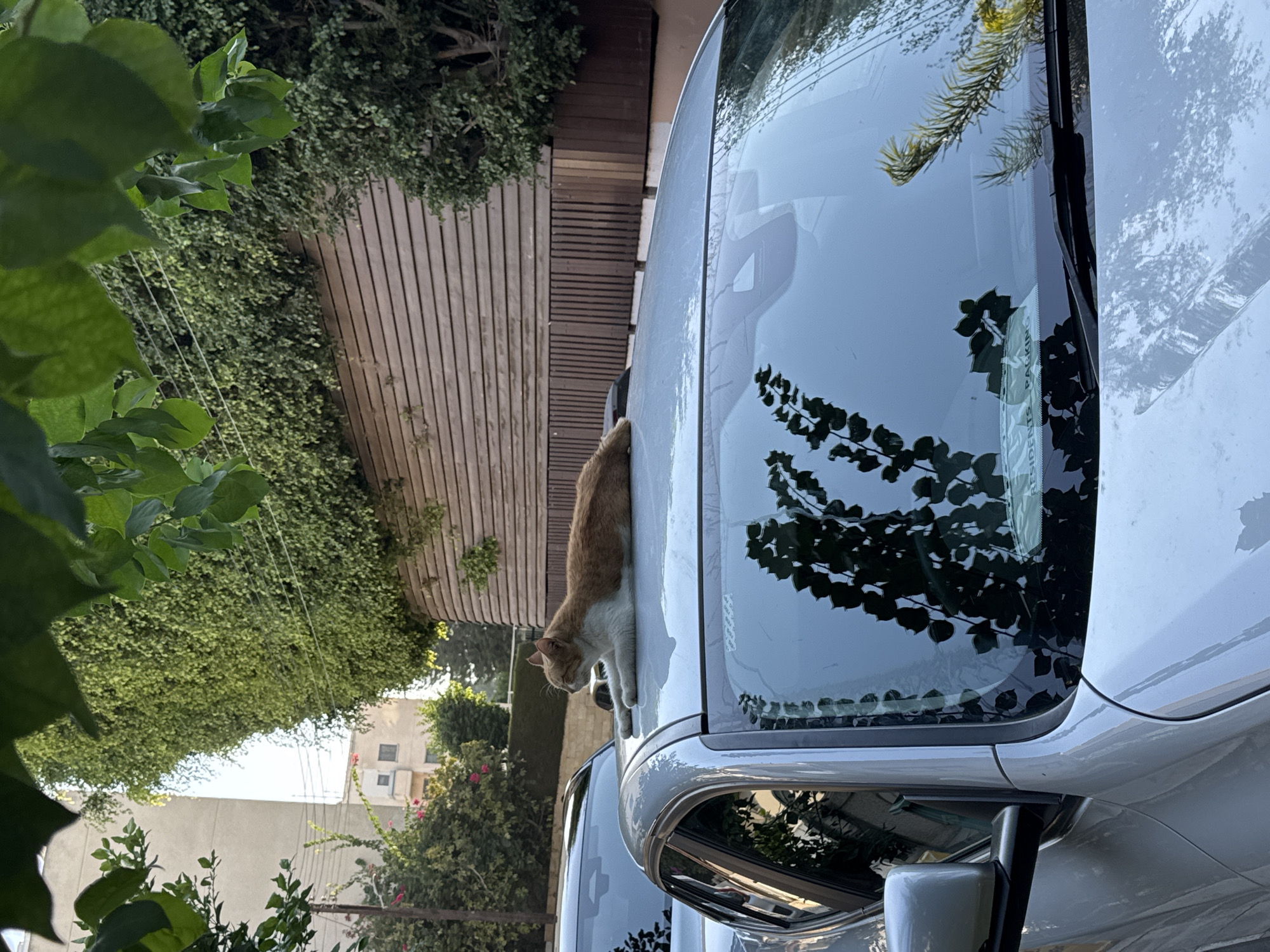 In Agios Tychona Community, Cyprus, an orange and white cat is lying on the roof of a silver car, resting its chin on its paws. The cat appears relaxed. The car is parked on a street, with other vehicles and buildings visible in the background. Lush green foliage covers a wall behind the car, suggesting a well-maintained urban environment. The sun casts shadows, indicating it is likely daytime. The scene is peaceful and domestic, showing a common sight of animals interacting with their surroundings in a residential area.