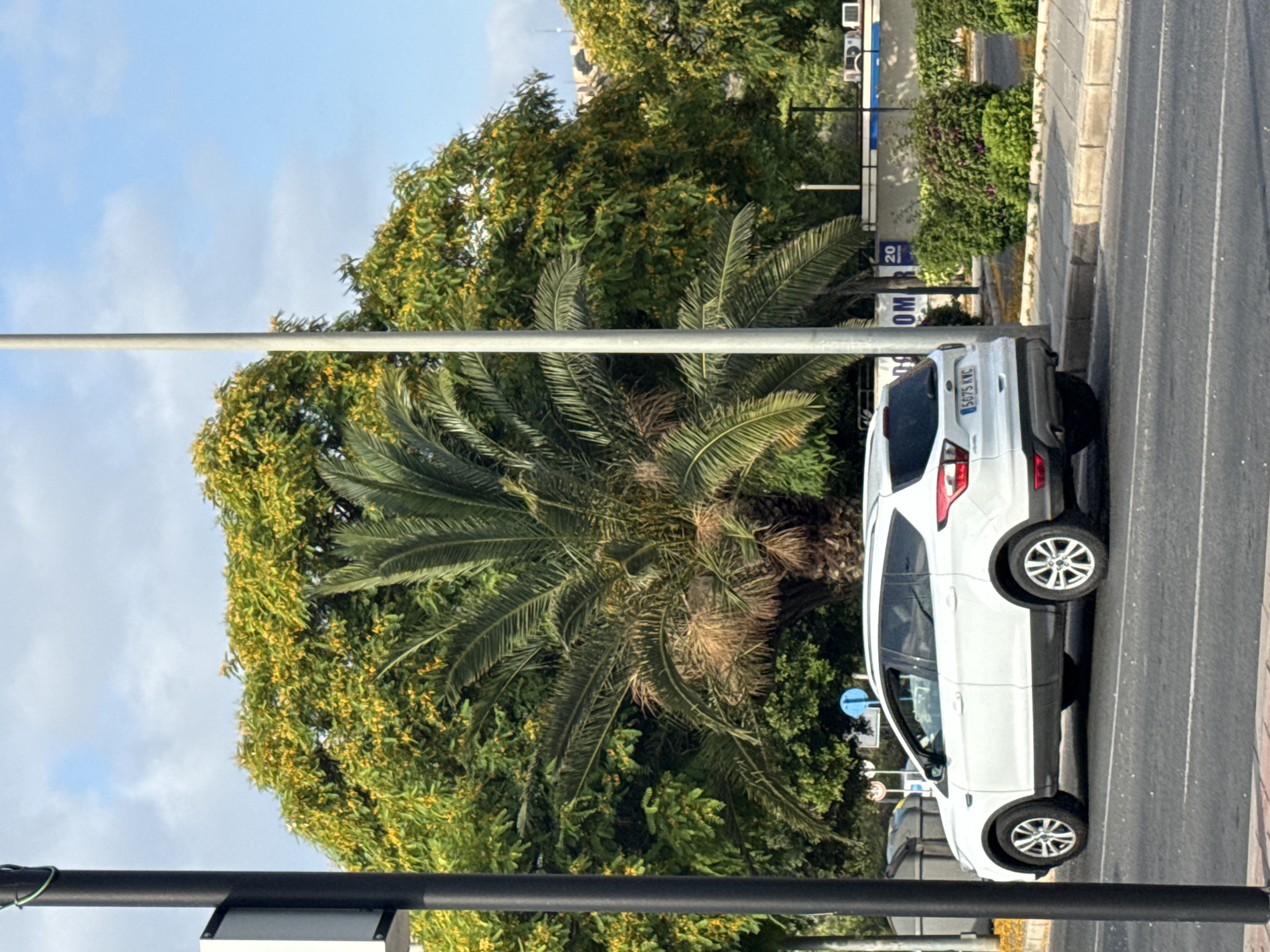A white Ford Kuga SUV is parked on the right side of a paved road. The car is facing away from the camera and is positioned slightly to the right of the center of the frame. Behind the car, a sidewalk with neatly trimmed bushes runs alongside a wall. The background features a large palm tree and a dense green tree with yellow flowers, set against a blue sky with scattered clouds. A black lamppost stands on the left side of the image, partially obscuring the view of the car. A tall, slender light pole is also visible behind the car, to the left of center. The road has clear lane markings.