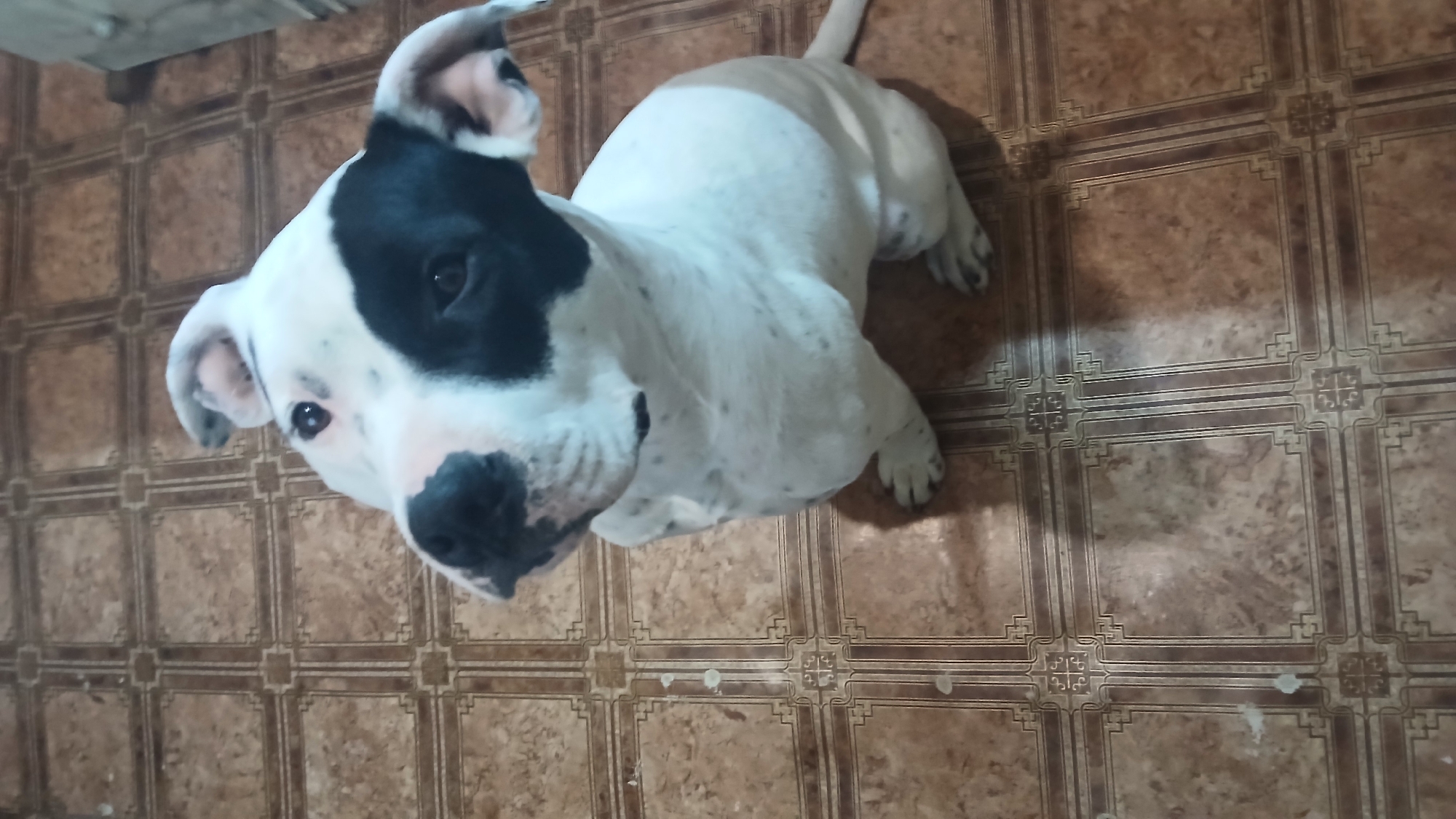A dog is lying on a brown tile floor. The dog has white and black fur. The left side of the dog's face is black, while the rest of the dog is white with some spots. The dog is looking up at the camera. The location is Unknown, Unknown.