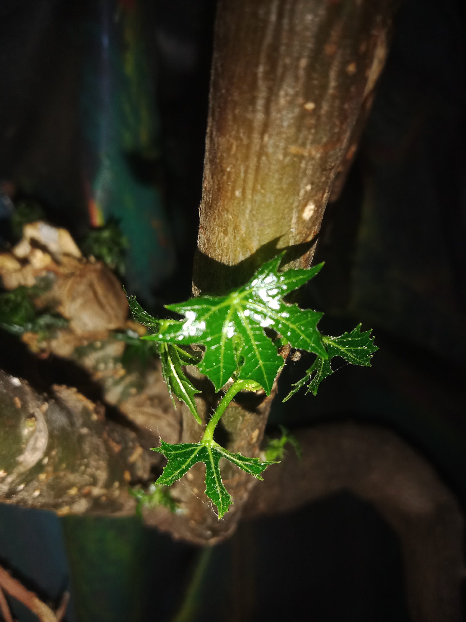 A close-up, low-angle shot focuses on a small, vibrant green plant with deeply lobed leaves sprouting from a thick, woody stem. Tiny droplets of water glisten on the leaves, and faint spiderwebs are visible, particularly on the lower leaves. The stem appears rough and textured. The background is dark and blurred, with hints of other plant matter and possibly artificial light sources, creating a shallow depth of field. The image is situated in Lemahkembar, Indonesia.