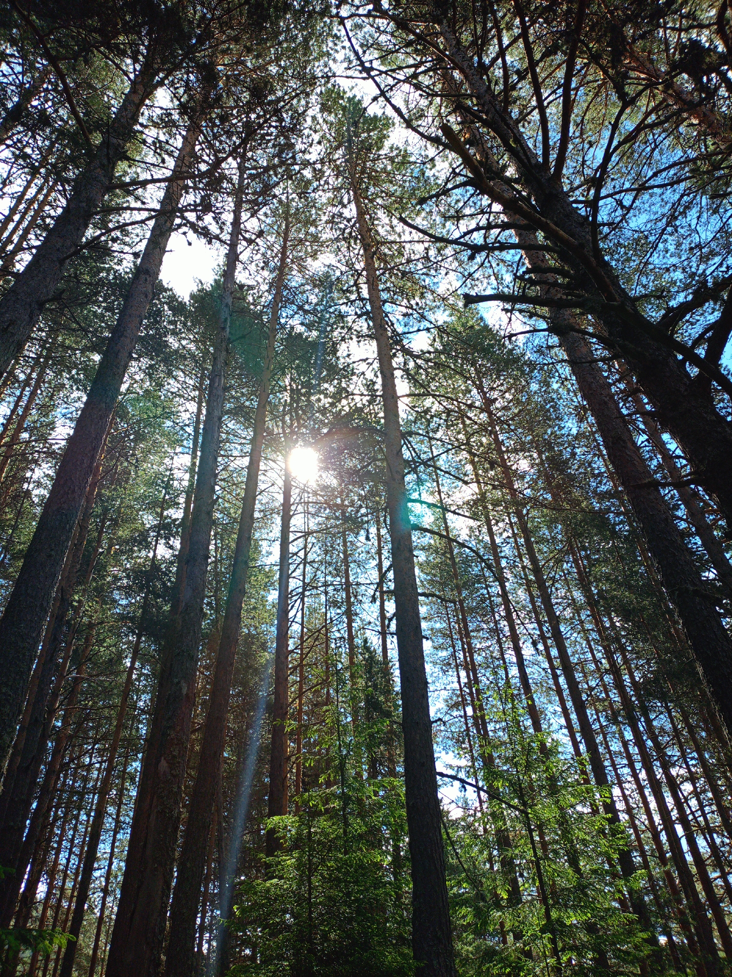 The image depicts a low-angle view looking up into a dense forest of tall pine trees. The sun is visible through the branches and canopy, creating sunbeams and a bright glare in the upper center of the image. The sky is a clear blue, with patches of white clouds peeking through the foliage. The trees are predominantly dark brown and green, with a rough texture on their bark. Some areas of the forest floor are visible, covered in greenery. The overall impression is one of a sun-dappled, natural woodland environment. The image appears to have been taken in a forest setting. There are no people or specific urban landmarks visible that would indicate a location within the city of Sarnitsa, Bulgaria.