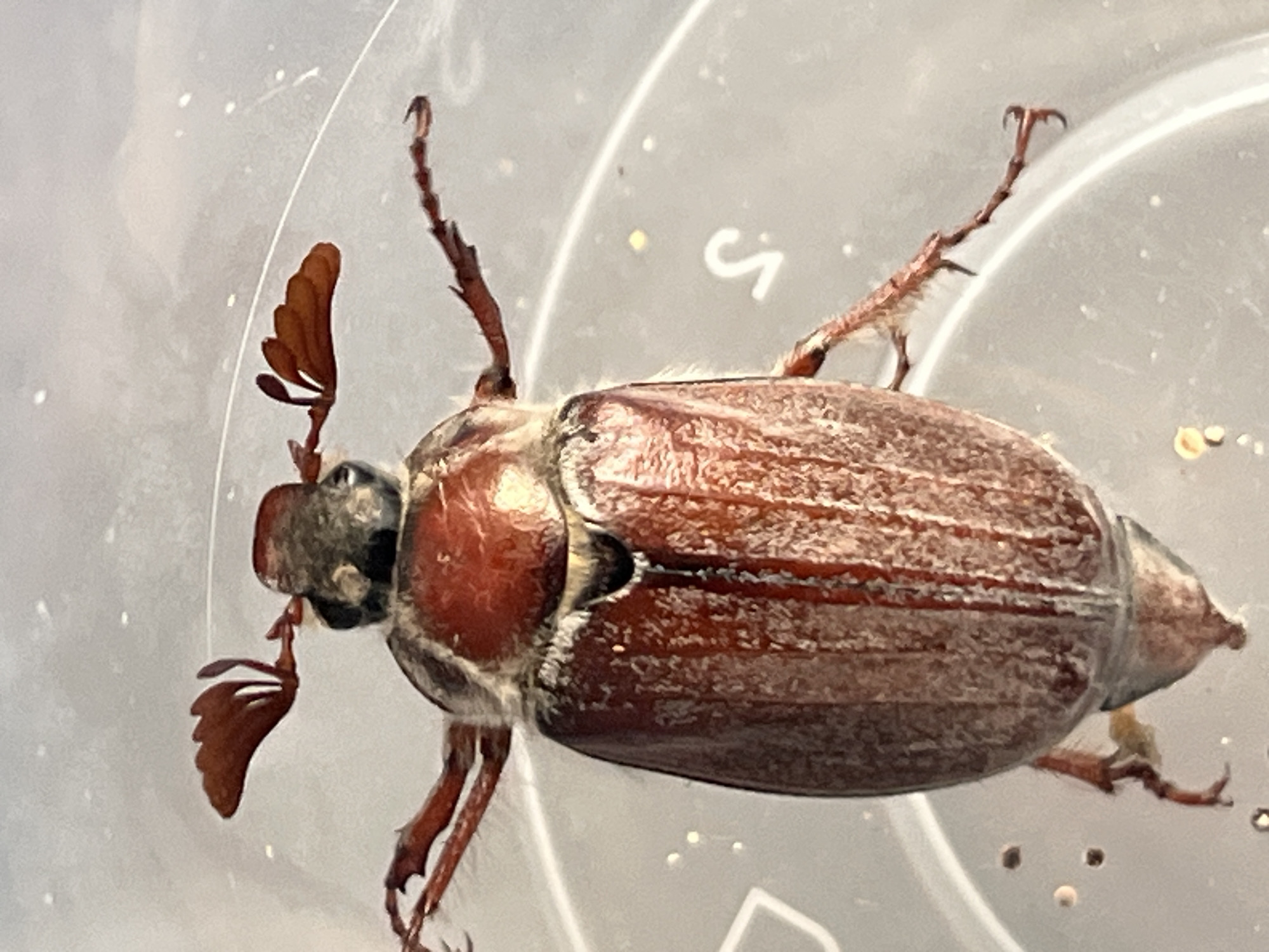An extreme close-up photograph shows a brown May beetle (Melolontha melolontha) lying on its back within a clear plastic container. The beetle's head is dark gray/black, its thorax is reddish-brown, and its abdomen is brown with horizontal ridges. The beetle's legs are reddish-brown and extended upwards, and its antennae are fan-shaped. The background is out of focus and shows a clear plastic surface with a faint "S" shape mark. There is no verifiable evidence to locate this image in the city of Nizhny Tagil, Russia.