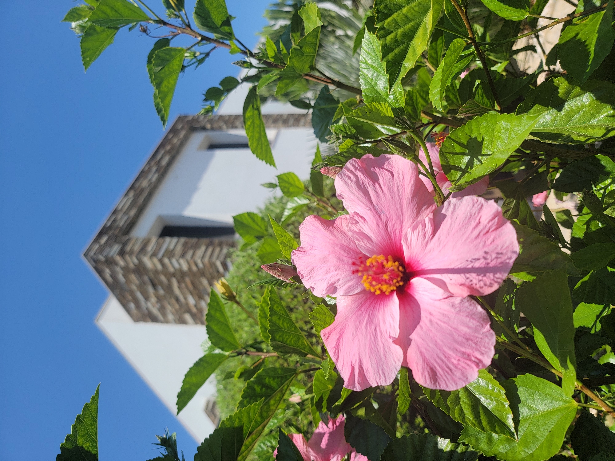A close-up shot features a vibrant pink hibiscus flower in the foreground, its petals unfurling against a backdrop of lush green leaves. The flower's center is a burst of yellow stamens. In the mid-ground, a modern white building with a stone-accented facade is visible, partially obscured by the foliage. The sky above is a clear, bright blue, suggesting a sunny day. The scene appears to be set in a garden or outdoor area, likely in Quarteira, Portugal, given the architectural style and the blooming hibiscus, commonly found in the region. No people or specific actions are depicted.