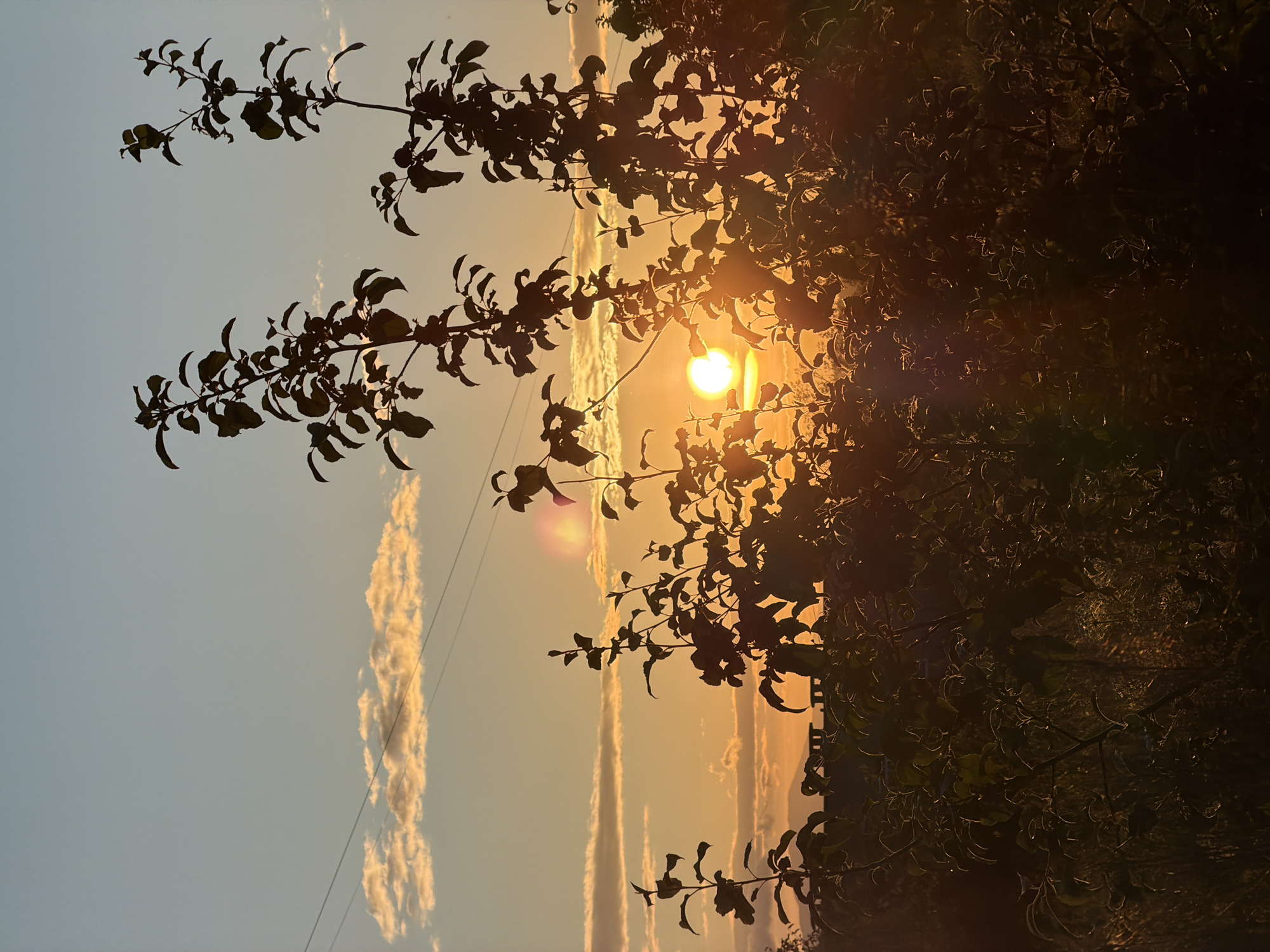 An outdoor, vertical shot captures a sunset over a natural landscape, with the sun appearing as a bright orb behind silhouetted branches and leaves. The sky is a gradient of pale blue and warm orange, with scattered clouds tinged by the setting sun. Two thin power lines stretch horizontally across the upper portion of the image. In the foreground, dark silhouettes of various plants and trees obscure the view of the ground and any distant structures or landforms, which are only vaguely discernible as a dark, horizontal line against the horizon. The lighting suggests it is late evening, with the sun low on the horizon, casting a warm glow and creating lens flares.