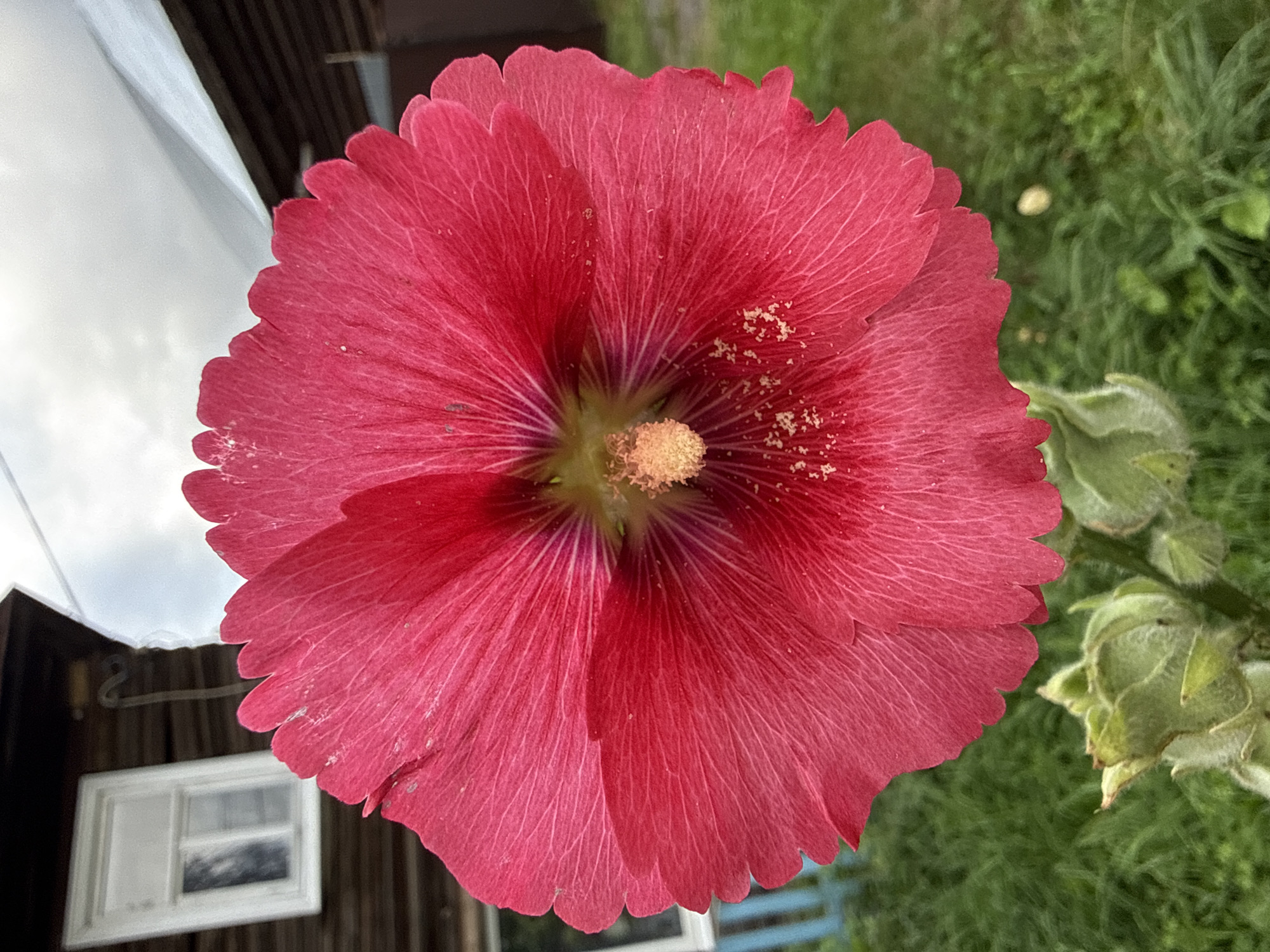 This image depicts a close-up view of a vibrant, red hollyhock flower in full bloom. The flower's petals are a deep crimson, with delicate veins radiating from the center, which contains a cluster of pale yellow stamens dusted with pollen. The flower is positioned in the foreground, slightly to the right of center.
In the background, a rustic wooden building with a white-framed window is visible, suggesting a rural or suburban setting. A white tarp or awning is partially covering the roof of the building. The environment appears to be outdoors, with lush green grass and foliage surrounding the flower. A light blue fence can be seen behind the flower, and in the far background, the sky is overcast with visible clouds.
The image does not contain any people. The focus is clearly on the detailed texture and color of the hollyhock. The presence of the building and the natural greenery suggest this scene might be in a garden or yard. Given the prompt requests a location in Votkinsk, Russia, this scene could be in a residential area of that city, possibly a dacha (summer house) or a private garden.