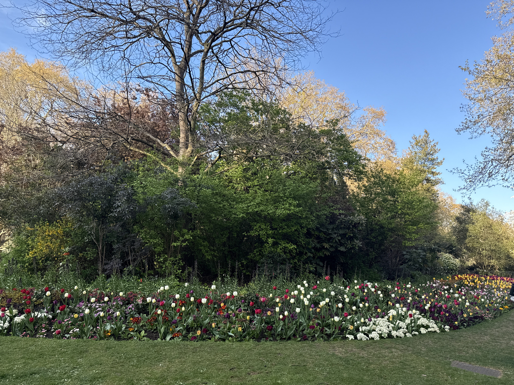 The image depicts a flowerbed in a park, likely in London, United Kingdom. A variety of colorful tulips and other spring flowers, including red, white, yellow, and purple varieties, are planted in a dense row. Behind the flowerbed are green bushes and trees with bare branches, some showing early signs of spring foliage. The sky is clear and blue. The foreground is a patch of green grass. The scene suggests a public park or garden. There are no people visible in the image.