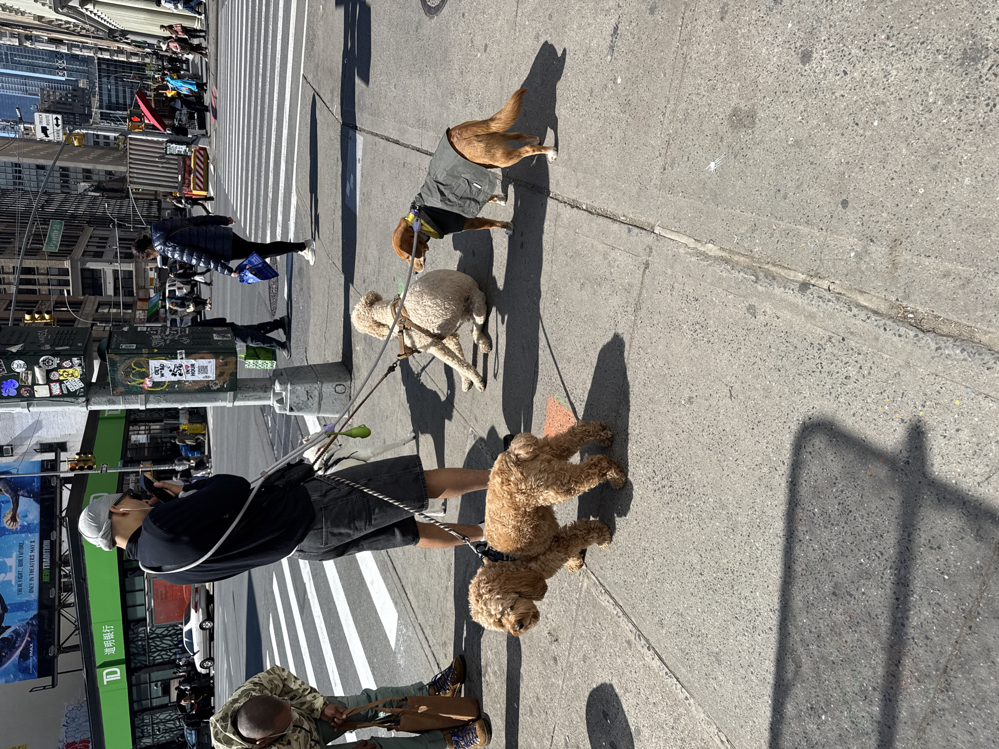 On a sunny day in New York City, a man walks four dogs on leashes along a sidewalk bordering a crosswalk. The dogs are varying breeds and sizes, with one wearing a gray jacket. The man is wearing a white cap, sunglasses, and a dark jacket. Another person is partially visible near the bottom of the frame. Behind the man and dogs, there's a green TD Bank bus and a pole covered with stickers. In the background, buildings and street signs like "Lafayette St" are visible, providing context to the urban environment.