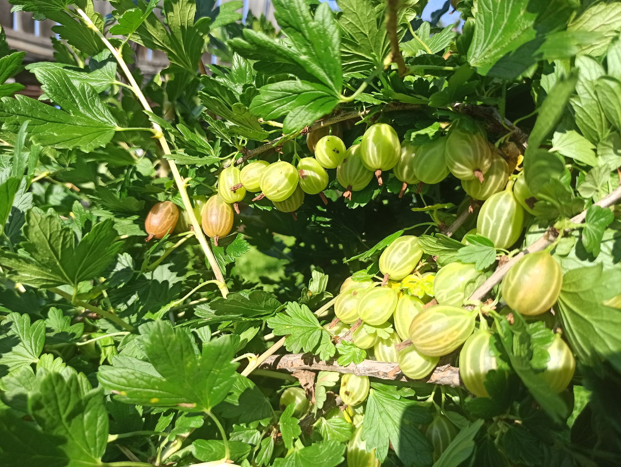 A close-up, sunlit image shows a gooseberry bush with numerous unripe green and yellow berries hanging from its branches amidst lush green leaves. Some of the berries have faint vertical stripes. A few brown berries are also visible, indicating some are beginning to ripen. The background is blurred, showing green foliage and a hint of a wooden fence and a blue sky. The scene appears to be an outdoor garden or yard, likely in Irbit, Russia, given the contextual information.