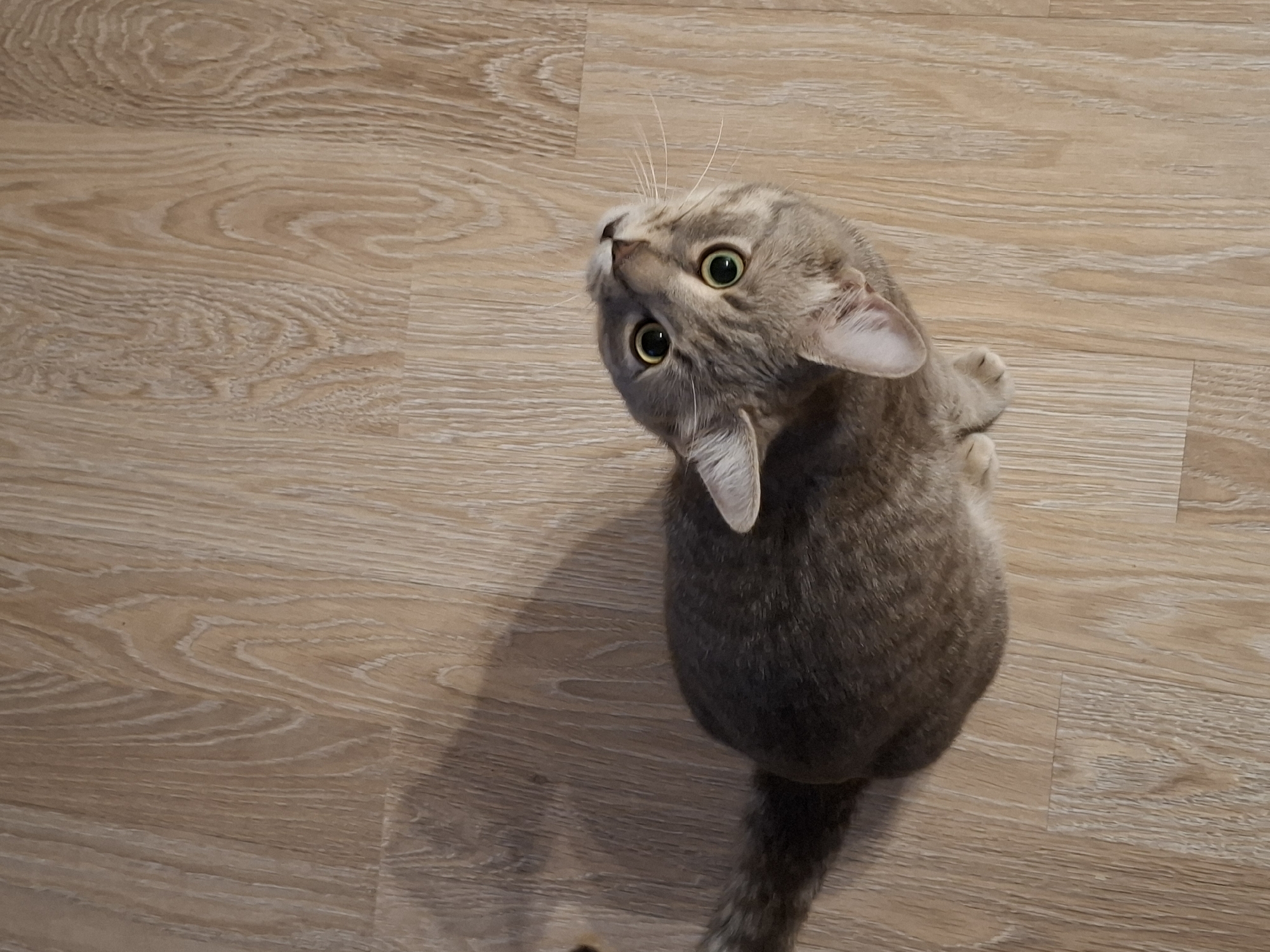 A domestic shorthair cat with grey tabby markings and green eyes sits on a light brown wood-paneled floor, looking upwards. The cat's head is tilted to its right, and its ears are perked forward. The lighting casts a shadow of the cat to its left. The image is taken from a high angle, looking down at the cat. This scene does not provide any information or context related to Zemun Urban Municipality, Serbia.