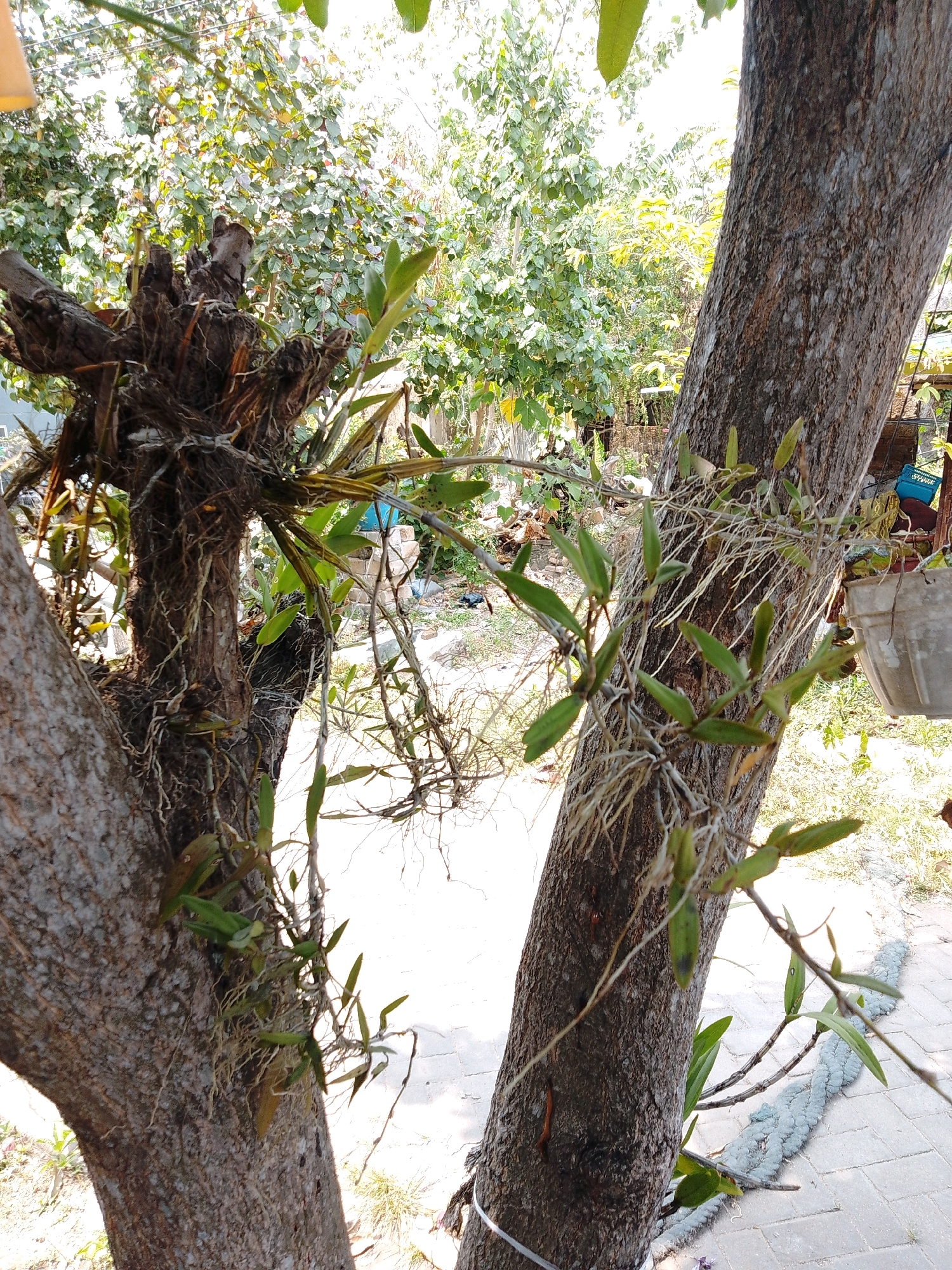 This is a close-up, eye-level shot of a tree trunk with orchids growing on it, likely in a garden or park setting in Cikal, Indonesia. The tree is split into two main branches in the foreground, with their rough, textured bark filling a significant portion of the frame. The orchids are epiphytic, with thin, wiry roots clinging to the bark and hanging down. They have green, lance-shaped leaves, some of which are elongated and pointed, and a few appear to be budding. In the background, a dense foliage of green trees and leaves suggests a lush, natural environment. Sunlight filters through the leaves, creating bright highlights and shadows. A light-colored paved walkway is visible in the lower right quadrant of the image. There are no people or animals visible.