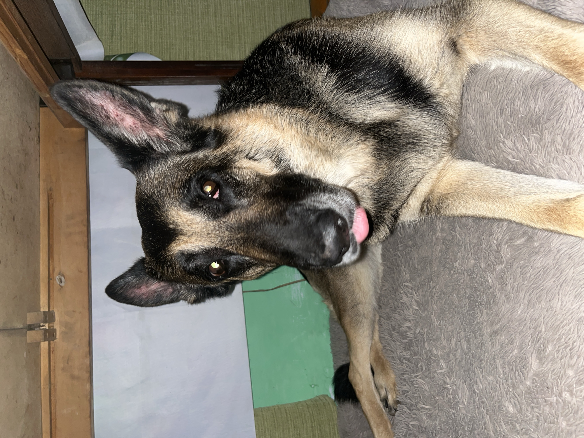 A German Shepherd dog is lying on a gray shag rug with its head turned to the left and its tongue sticking out. The dog's right ear (from the viewer's perspective) appears to have some skin irritation. A wooden table leg is visible on the left side of the image, along with a wall that is white and green. A fuzzy green material is also partially visible near the wall.
There is no information in the image that identifies a location in the city of Nizhny Tagil, Russia.