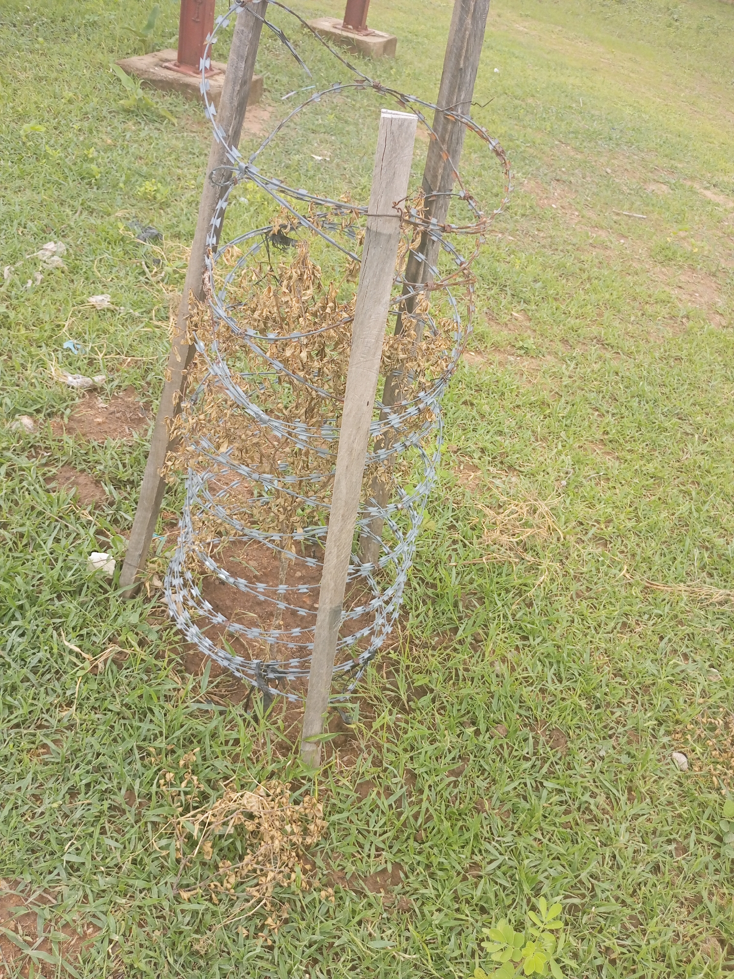 The image shows a protective enclosure made of barbed wire around a small, dry plant. The enclosure is supported by two wooden posts. The plant appears to be dead or dormant, with brown, brittle leaves. The enclosure is surrounded by green grass and patches of bare earth. In the background, there is a red metal structure on a concrete base, and a dirt path. The overall scene suggests a rural or semi-rural environment. The specific location in Jalingo, Nigeria, cannot be determined from the image alone.