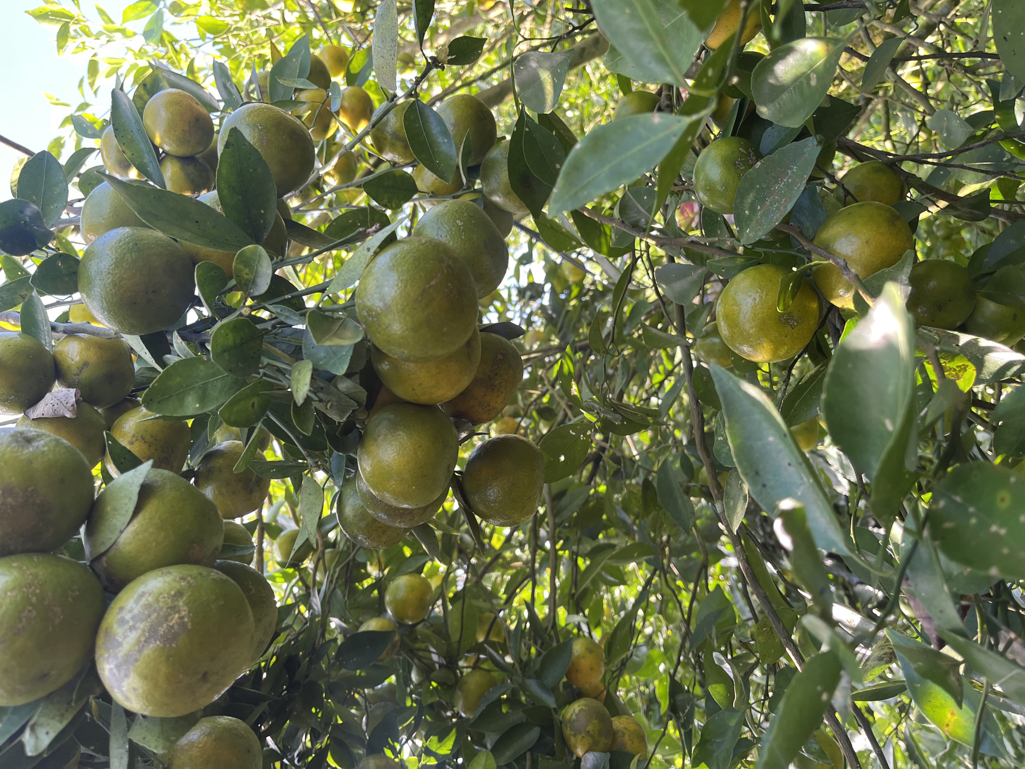 A cluster of green oranges hangs from a tree. The oranges are round with slightly textured skin. Some of the oranges have lighter green or yellow patches. Green leaves are scattered among the fruit, some with visible veins. The background is blurred, showing more of the tree and bright sunlight. The image was taken in Petang, Indonesia.