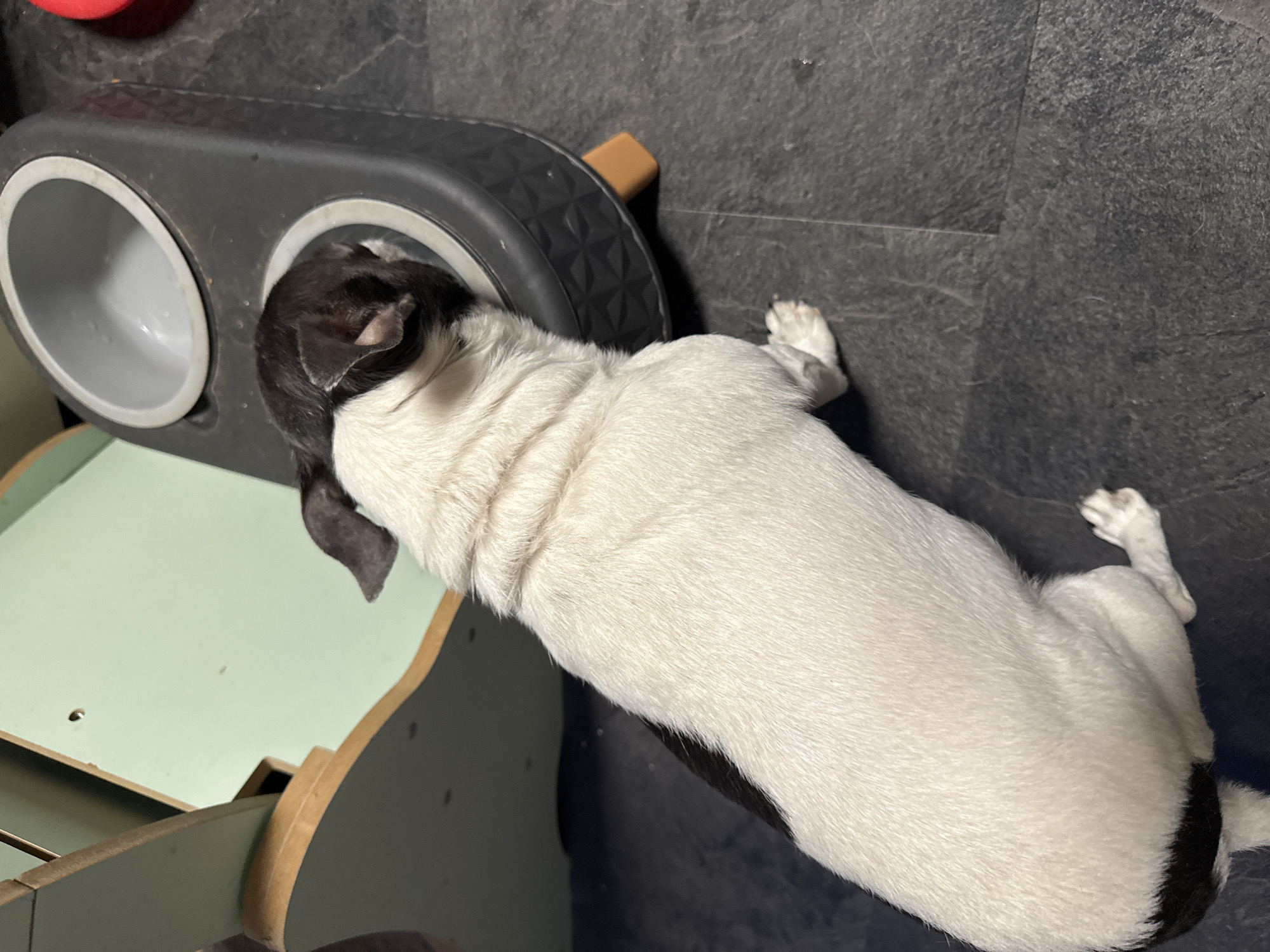 A black and white dog is shown from above, with its head in a dog bowl. The dog is sitting on a dark grey floor. To the left of the dog, a light green and wooden structure is visible, likely a dog feeding station. The feeding station has two bowls, one of which the dog is currently using. The background is out of focus but appears to be an indoor setting. No specific location in Hallum, Netherlands can be identified from the image alone.