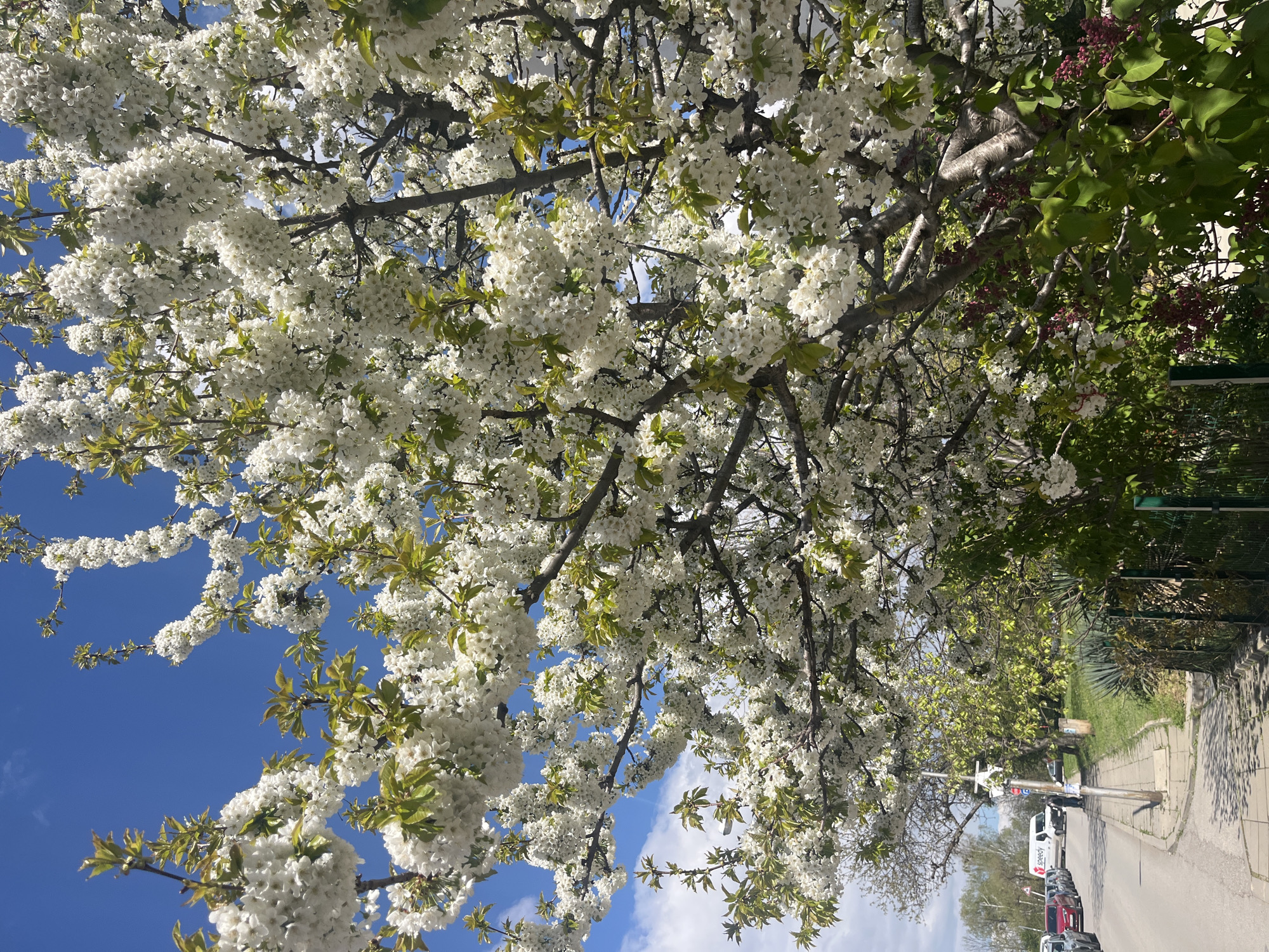 The image depicts a vibrant spring scene in what appears to be an urban or suburban street in Sofia, Bulgaria. The primary subject is a large tree in full bloom, heavily laden with clusters of small white flowers and emerging light green leaves, dominating the left and upper parts of the frame. Its branches extend across a bright blue sky, revealing scattered white clouds through gaps in the foliage.
To the right, a paved grey sidewalk runs parallel to an asphalt street where several vehicles are parked. A white delivery van with the word "Speedy" clearly visible on its side is among them. Further along the street, more trees and lush green vegetation are visible, including a bush with dark red or maroon buds or small flowers. A grey utility pole, adorned with what appear to be some signs, stands on the sidewalk. A green metal fence can be seen in the distance on the right.
The scene is captured during daytime, suggesting clear and sunny weather, evidenced by the bright illumination and blue sky. The overall impression is one of spring's arrival, with the abundant blossoms adding a sense of freshness and natural beauty to the residential street. No specific activity or people are explicitly captured in the frame.