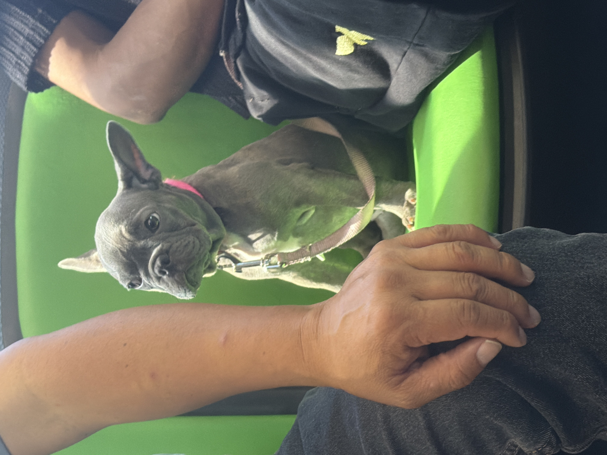 A blue brindle French bulldog puppy is seated on a bright green surface, likely a bench or seat, between two individuals. The puppy is wearing a pink collar and a light-colored leash is attached to its harness. The puppy's face is turned slightly to the left, and its expression appears curious. To the left of the puppy, a person's arm and hand, with visible veins and skin texture, are in the foreground, resting on dark denim jeans. To the right of the puppy, another person is seated, with their arm and torso visible, wearing dark clothing with a yellow embroidered design on their pants. The background is a solid, vibrant green. The lighting suggests an outdoor or well-lit indoor environment. The scene captures a moment of a pet accompanying its owners, likely in a public transportation setting or a park in Los Angeles, United States of America.