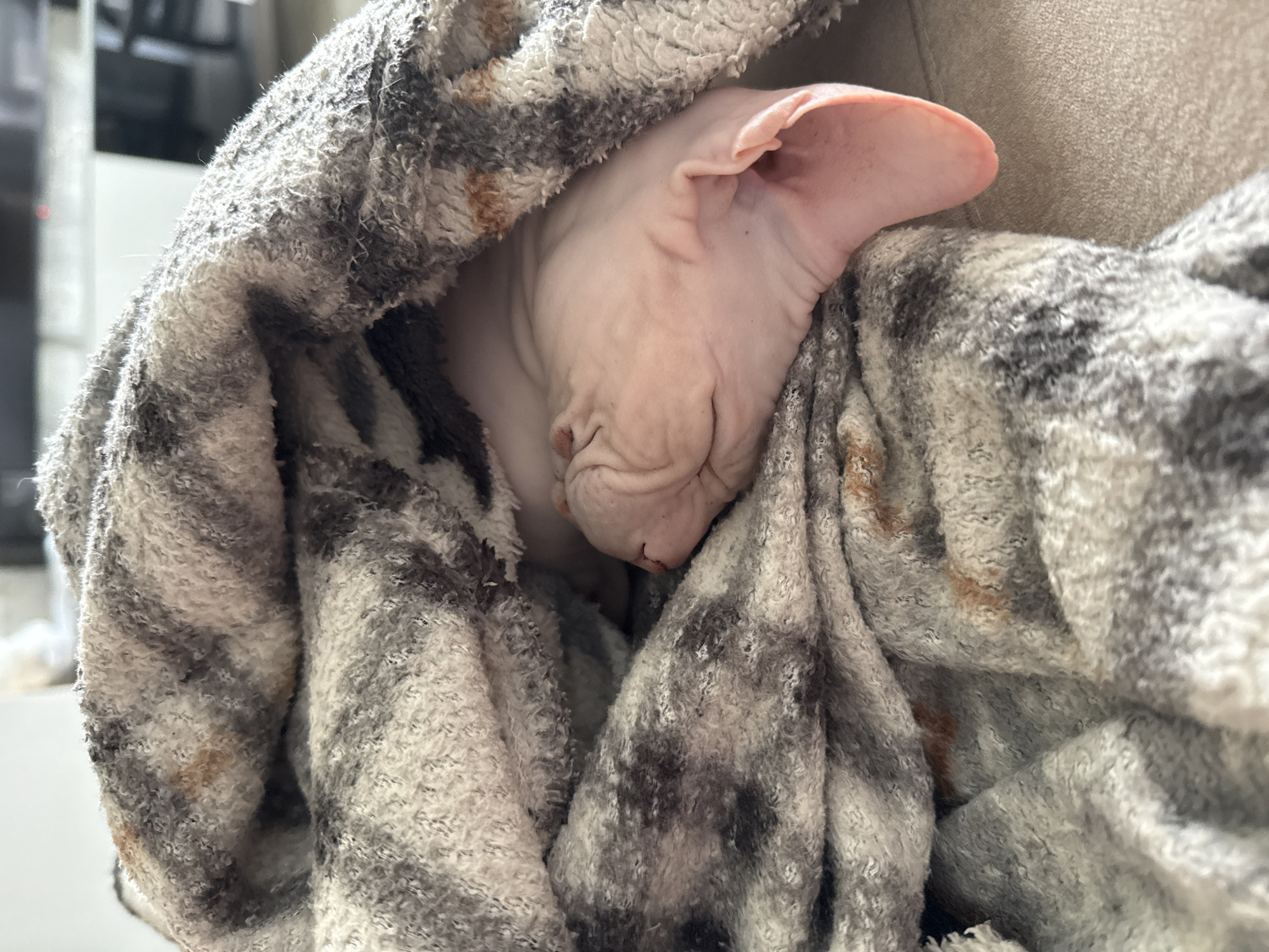 A hairless cat is nestled in a gray and white blanket. The cat's head is visible, with one ear exposed. The blanket appears soft and textured. The background is blurred and indistinct. The location of the image is unknown.