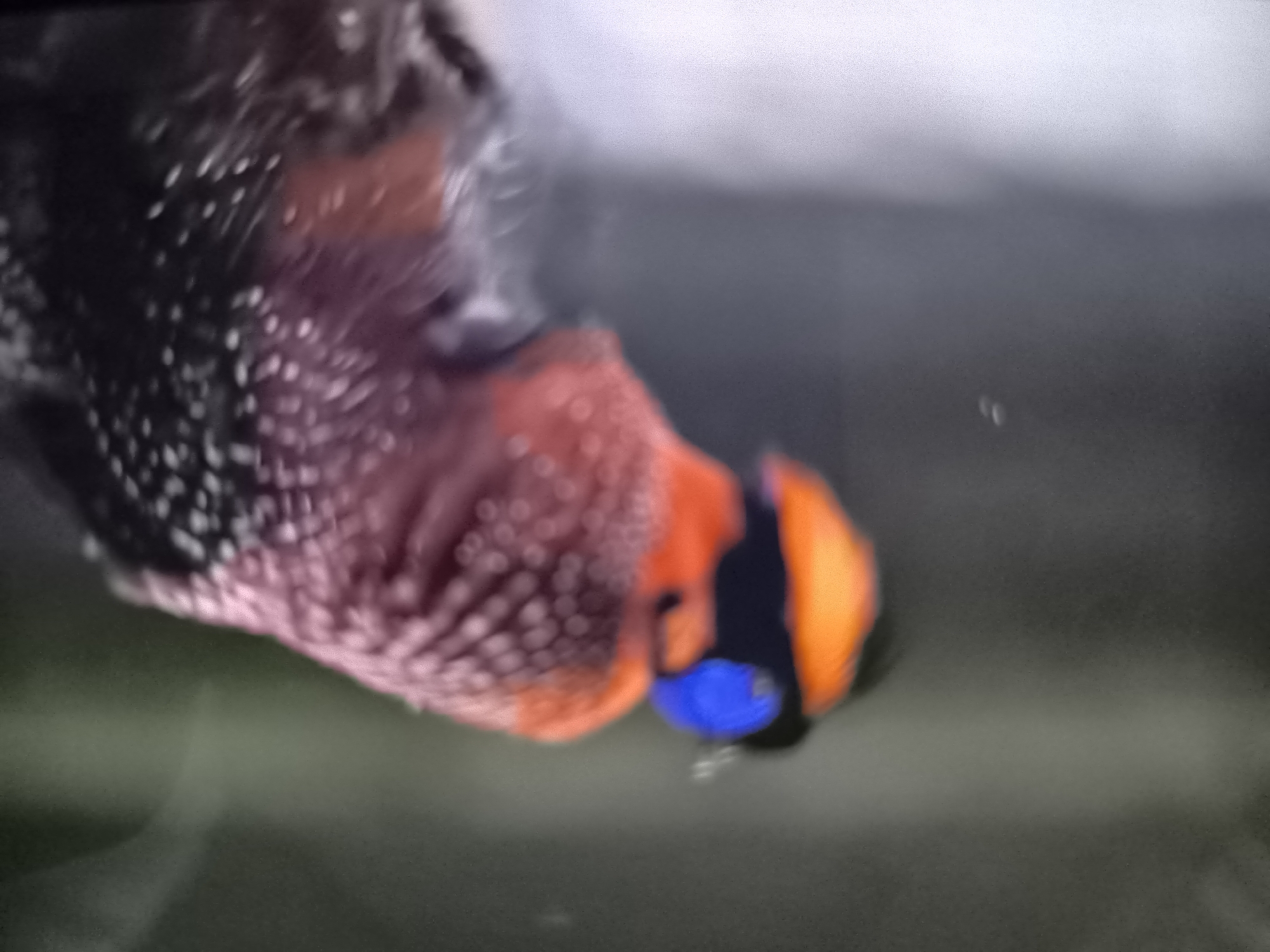 The image shows a blurred close-up of a fish with vibrant orange, black, and blue markings. The fish appears to be in an aquatic environment, likely a tank or aquarium, with a dark, indistinct background and some light reflections on the surface. The focus is on the fish's head and front portion of its body, highlighting its patterned scales and distinct facial features. There is no indication of any specific location in Banjarejo, Indonesia, or any interaction with people.