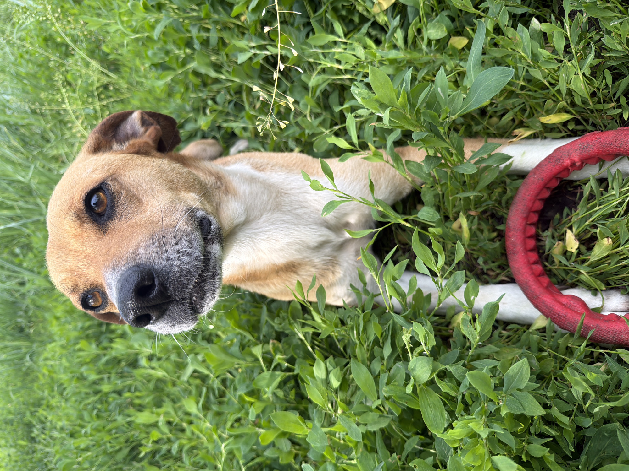 A medium-sized, tan and white dog lies in green grass next to a red, textured ring. The dog is oriented towards the viewer with its head tilted slightly. The dog's fur is brown on top of its head, with a tan color covering its face and body. Its legs appear white. The background consists of green grass and plants. The location is Leningradskaya, Russia.