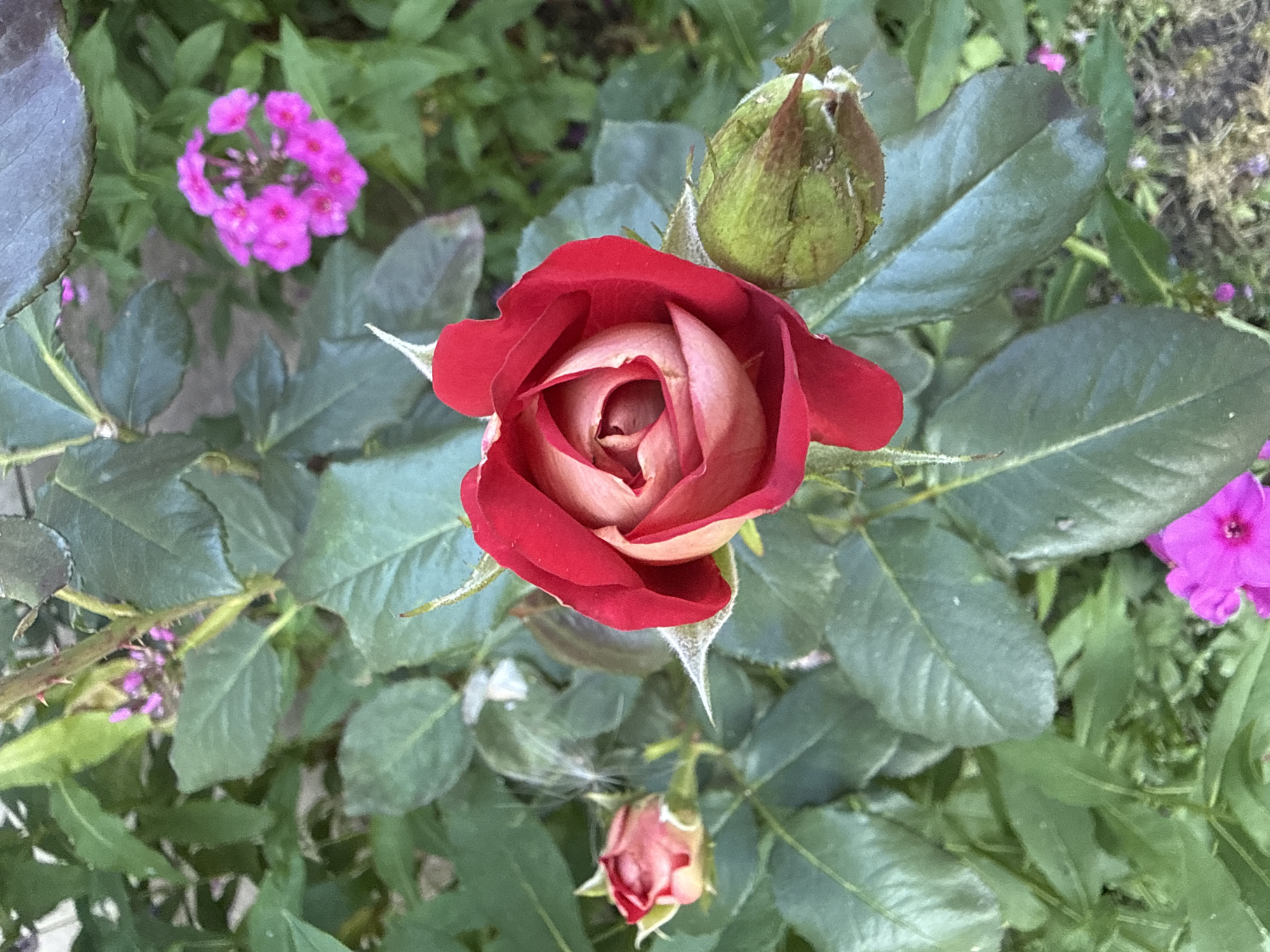 A single red and pink rose is in full bloom, its petals unfurling in a spiral pattern, surrounded by lush green foliage. To the left of the central rose, a smaller rosebud is beginning to open. A rosebud that has not yet bloomed is visible to the right of the main rose. In the background, small clusters of pink flowers add a touch of color to the scene. The overall impression is one of a vibrant and blooming garden.