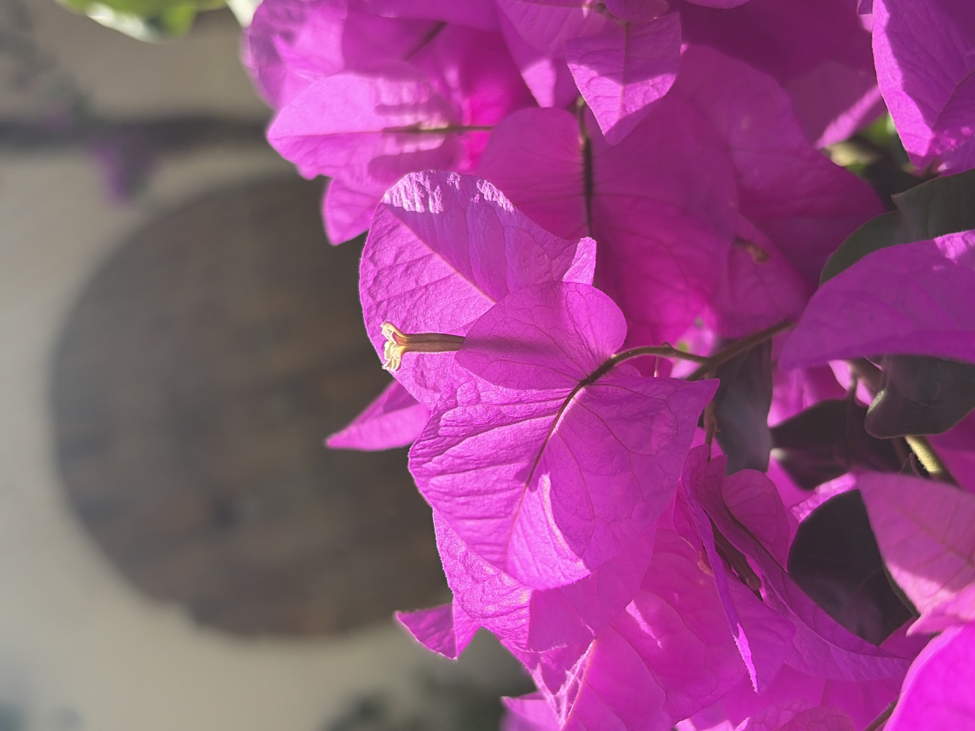 A close-up photograph shows a cluster of bright magenta bougainvillea flowers. The flowers are in focus and fill the majority of the right side of the frame. Sunlight illuminates the petals, creating highlights and shadows that emphasize the texture. The stems and some green leaves are visible behind the flowers.
In the background, out of focus, is a blurry gray circular shape that suggests a stone or concrete structure. The location is unknown; however the request states that it is in the city of Ciudad Guayana, Venezuela. No people, subjects, objects, actions, or interactions are visible other than the flowers and the partial glimpse of the background structure. The environment is daytime with bright sunlight.