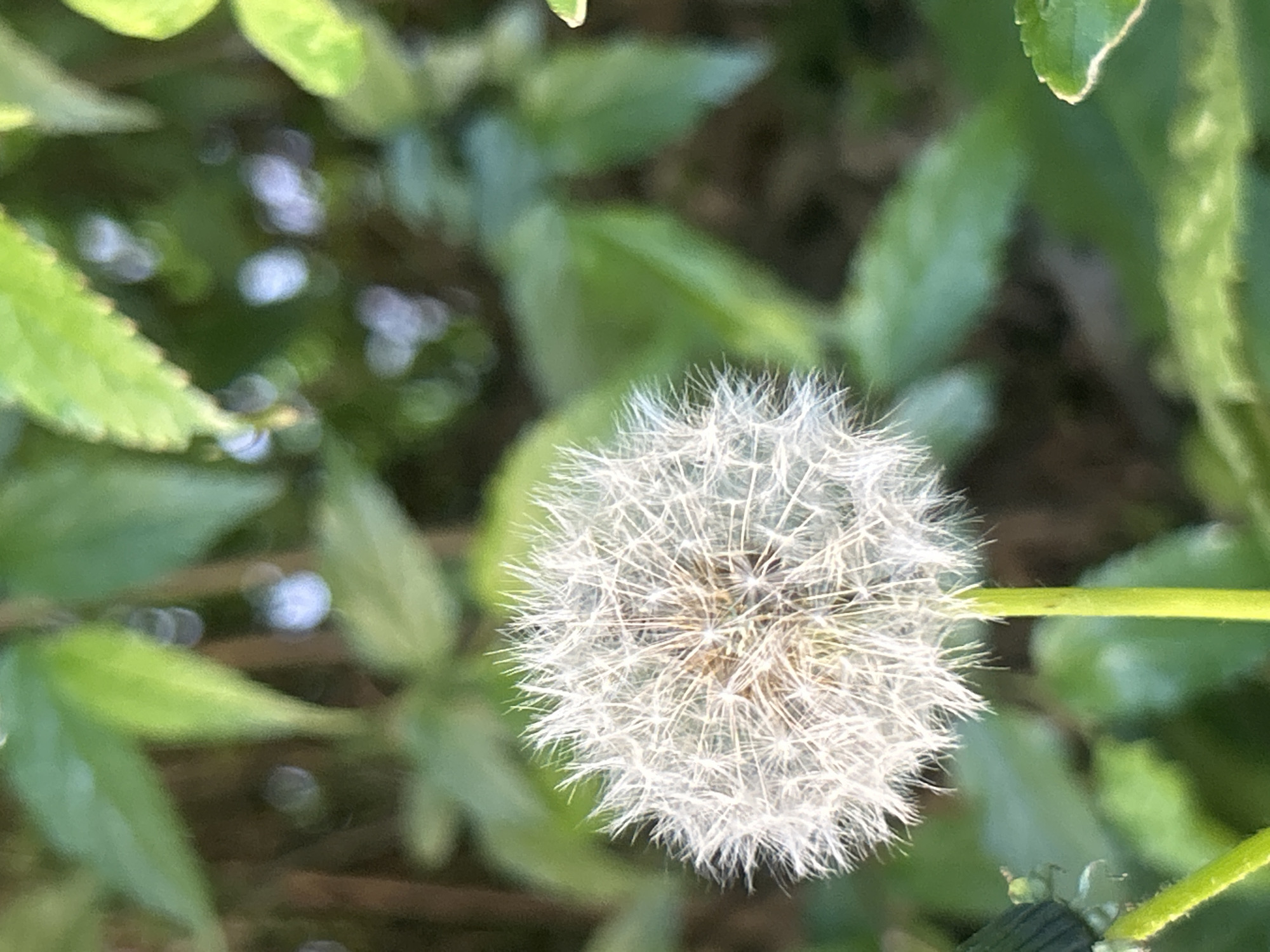 A close-up, eye-level shot captures a mature white dandelion seed head, commonly known as a "blowball," positioned centrally against a softly blurred background of green foliage. The dandelion is in sharp focus, showcasing its delicate, feathery pappus bristles radiating outward from the central core, ready to disperse seeds. Its light green stem is visible extending from the right side of the seed head.
The background consists of various shades of green leaves and stems, rendered in a soft, out-of-focus bokeh effect, indicating a shallow depth of field. This blurred background creates bright, circular highlights from distant light sources, suggesting natural daytime lighting. The overall impression is one of a tranquil, natural outdoor scene, likely in a garden or field. No people or text are visible. The image conveys a sense of natural beauty and the intricate detail of the dandelion before its seeds are carried away by the wind.