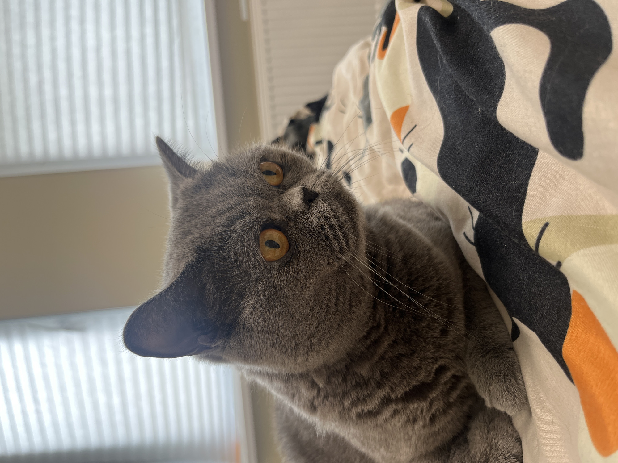 A grey, shorthaired cat with amber eyes is lying on a bed with patterned sheets. The cat is looking to the right of the frame. In the background, there are white blinds covering a window and a radiator. The lighting is natural, coming from the window. The location is not specified as Saint Petersburg, Russia.