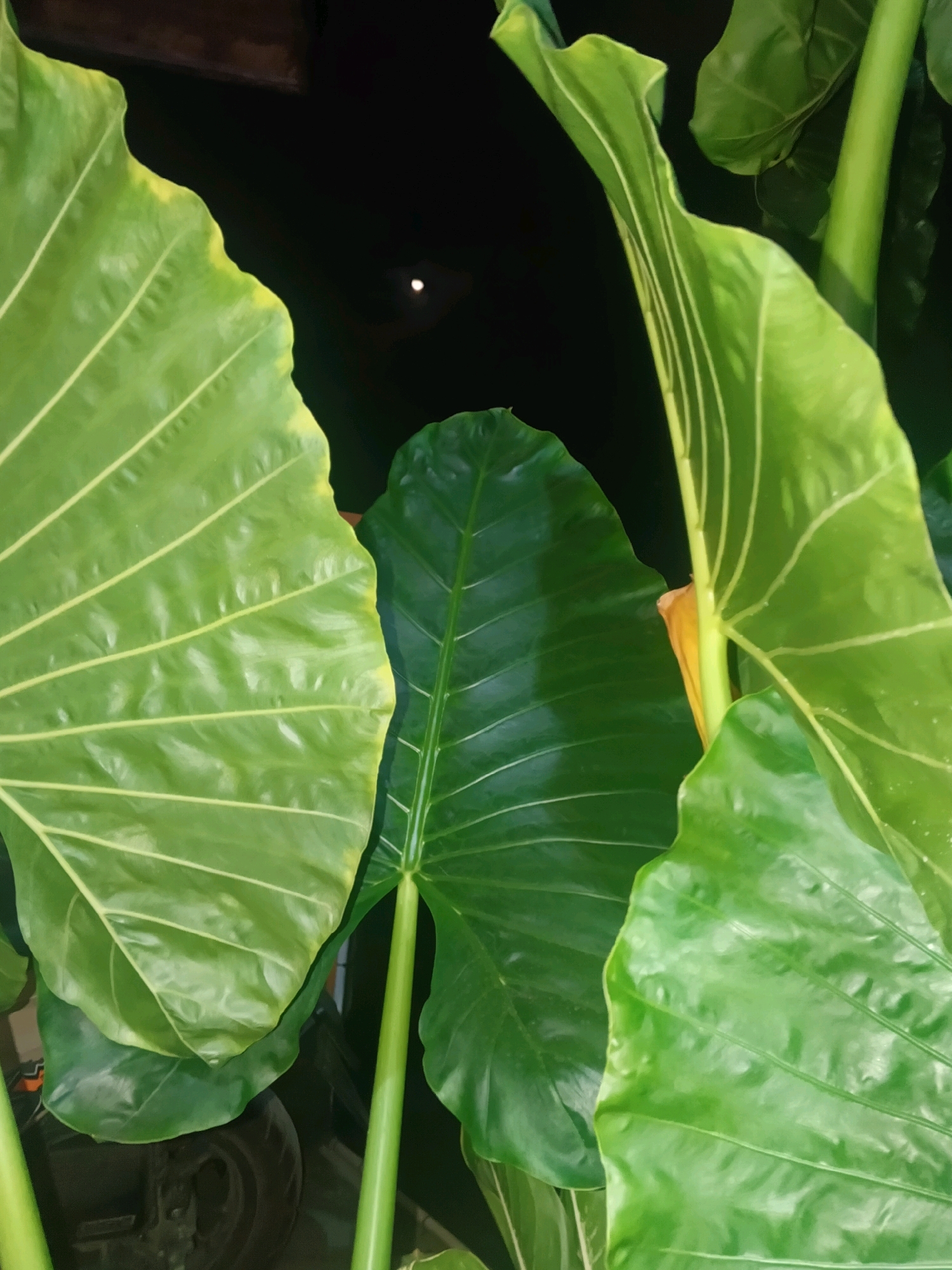 The image displays a close-up view of lush green elephant ear leaves in a dimly lit environment, possibly at night, with a faint white light visible in the dark background, resembling moonlight or a distant light source. The leaves are large and glossy, with prominent veins. The stems are thick and green. In the lower portion of the image, a dark, circular object with spokes is partially visible, suggesting it might be a wheel, possibly from a vehicle or machinery. The overall impression is one of dense foliage in a natural or semi-urban setting, with the dark background implying low light conditions. The scene is located in the city of Garut, Indonesia.
