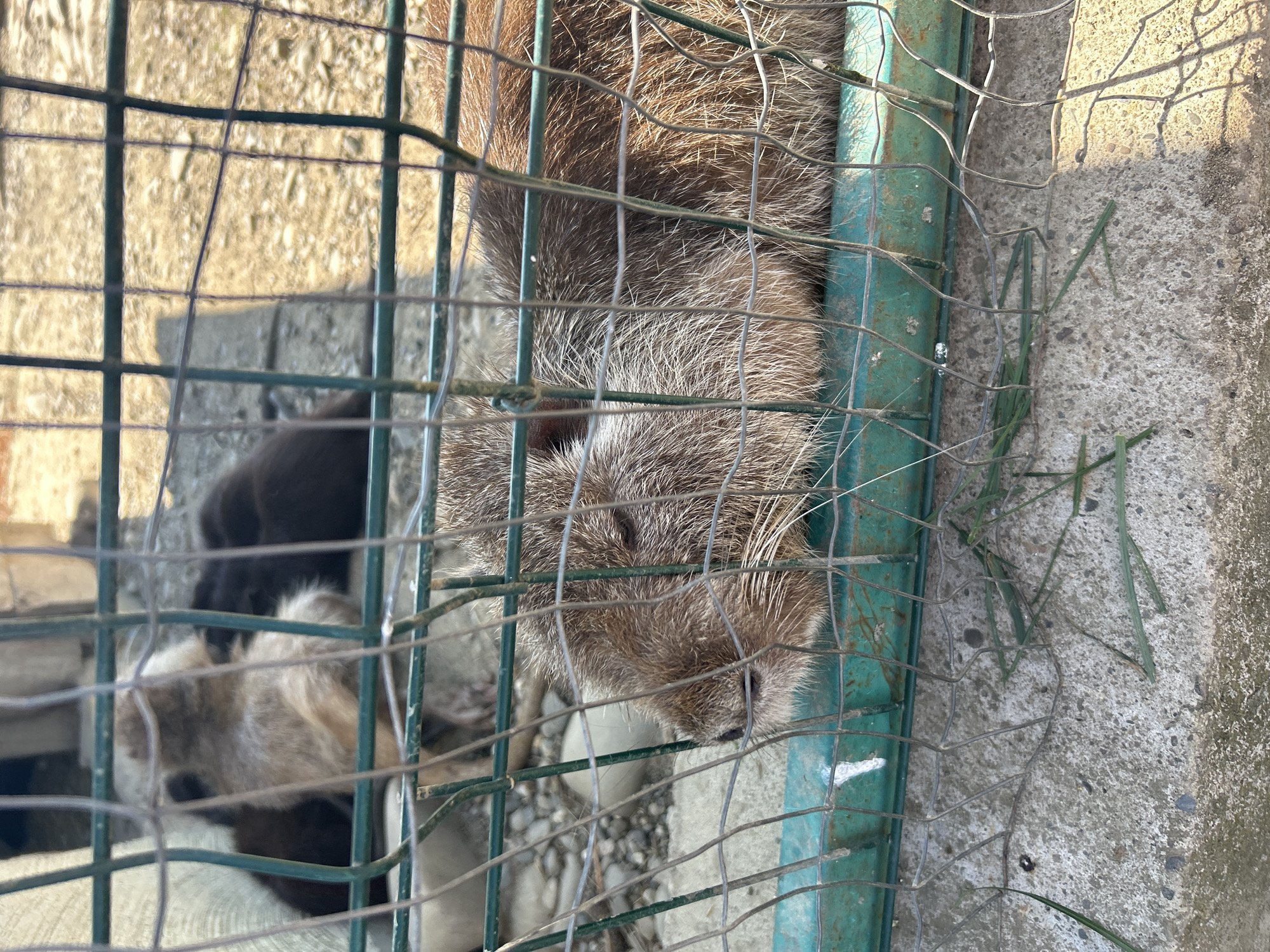 A medium shot captured from a slightly elevated angle shows a nutria lying down behind a green metal fence at a zoo in Lypcha, Ukraine. The nutria, a rodent with reddish-brown fur, is positioned in the foreground, its head resting on the ground. Its eyes are closed, and its whiskers are visible. The fence, made of metal bars, partially obstructs the view of the animal. The background is blurred but suggests an outdoor enclosure with concrete flooring, scattered stones, and other animals in the distance. The lighting indicates it is daytime, with sunlight casting shadows on the ground and fence.