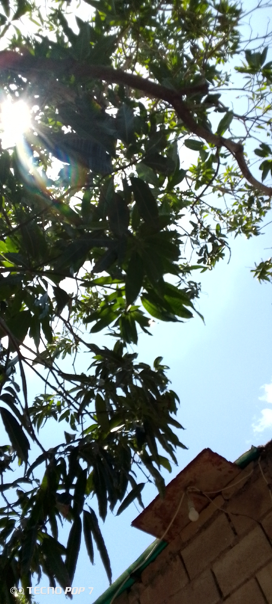 The image shows a view looking up through the foliage of trees against a bright, blue sky. Sunlight is visible filtering through the leaves, creating lens flare. In the lower right corner, a portion of a building's roof is visible, constructed of brick, with an electrical wire and lightbulb attached. The image appears to have been taken in Altagracia, Venezuela, based on the context.