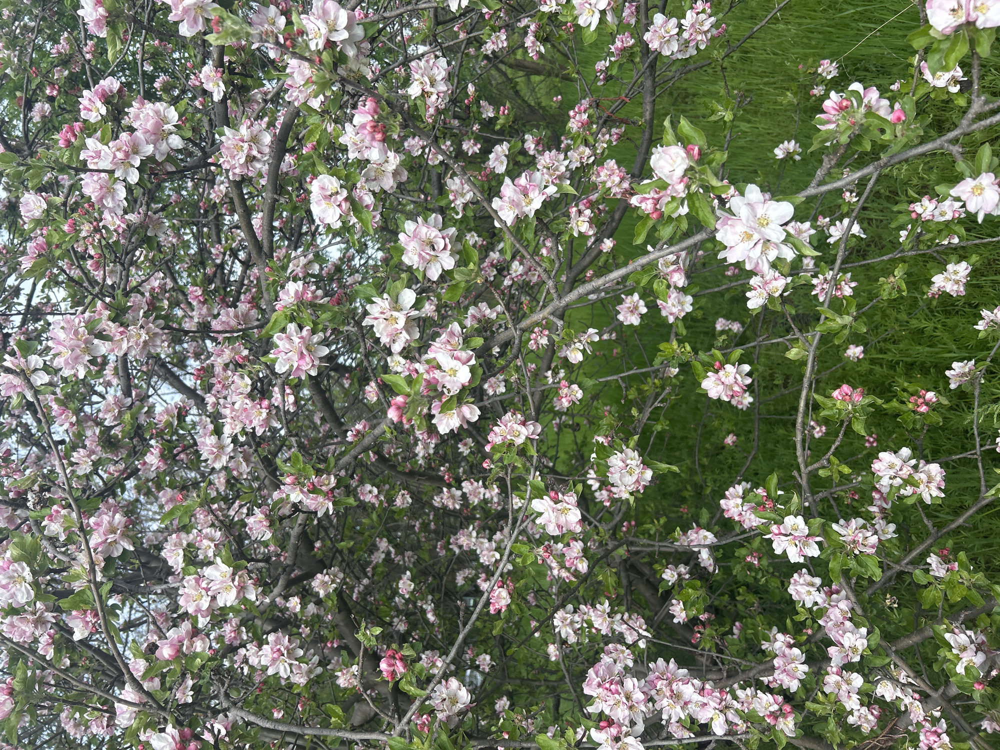 The media file presents a vibrant, close-up view of a blooming tree, likely a cherry or apple blossom, covered in numerous light pink and white flowers. The branches, mostly bare, are densely packed with clusters of blossoms and some nascent green leaves. The flowers exhibit delicate color variations, from pure white with pink tinges to more distinctly pink buds and petals.
In the background, patches of bright green grass or foliage are visible, particularly in the lower right and top right sections, suggesting the tree is growing in a natural, grassy environment. The natural lighting indicates it is daytime, with soft illumination accentuating the intricate details of the petals. The scene captures the essence of springtime, evoking feelings of beauty and renewal. Closer inspection reveals small insects, potentially bees, among the flowers in some areas, indicating ongoing pollination. There is no visible text within the image. While the location is noted as Plovdiv, Bulgaria, there are no specific geographical landmarks visible in the frame.