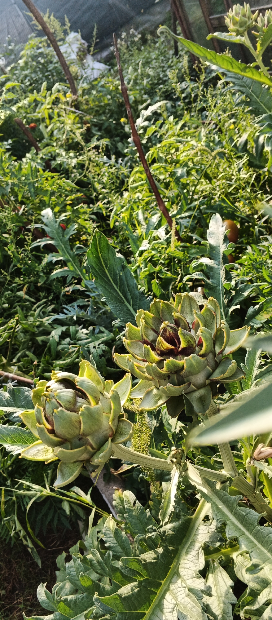 A vertical, eye-level, medium shot captures two artichoke heads in the foreground, nestled amongst lush green foliage. The artichokes are a pale green with dark red tips and appear to be in various stages of growth. The one on the left is slightly smaller and more rounded, while the one on the right is larger and more elongated, with its petals unfurling. The leaves of the artichoke plants are large and spiky, with a silvery-green hue. In the background, the scene is filled with dense greenery, with some taller stalks and branches interspersed. A dark mesh netting is visible at the top of the frame, suggesting a greenhouse or covered growing area. Sunlight casts shadows and highlights on the plants, creating a natural and vibrant atmosphere. The location is identified as Smila, Ukraine. There are no people or animals visible in the image.