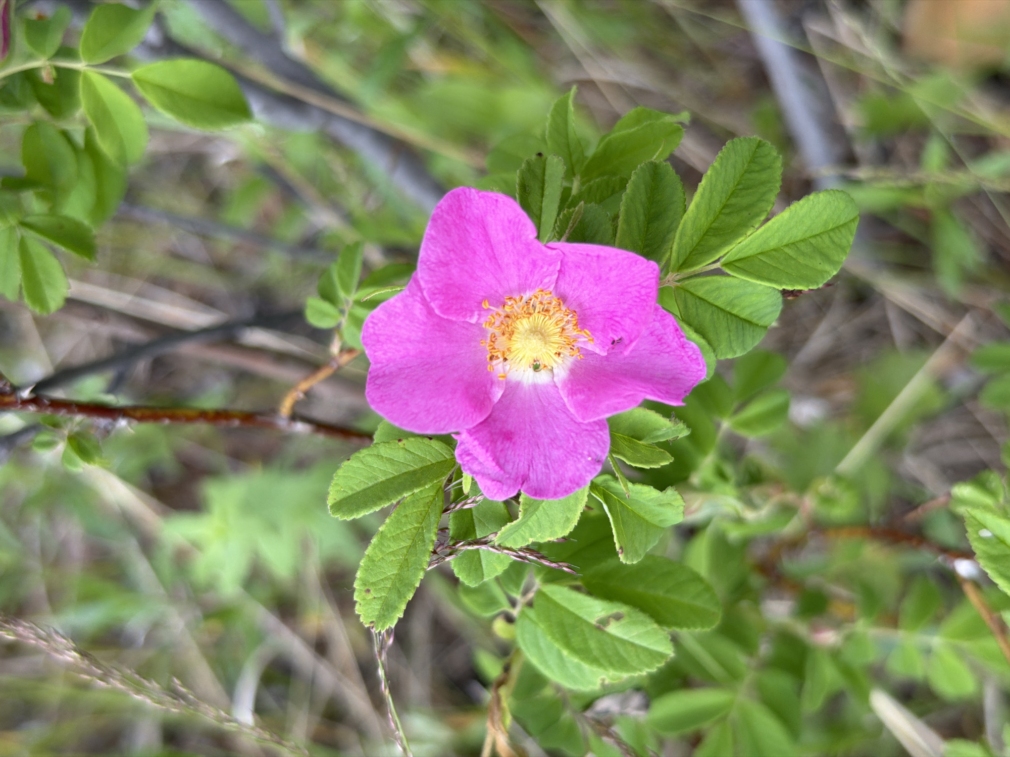 A close-up, eye-level shot captures a single, vibrant pink wild rose in bloom, situated amidst lush green foliage. The rose, the primary subject, is positioned slightly off-center to the right, its delicate petals unfurling to reveal a cluster of yellow stamens. A small, dark insect can be seen on one of the petals, and another on the leaves below. The background is a soft blur of greens and browns, suggesting a natural, outdoor environment. The image was taken in the city of Glukhari, Russia.