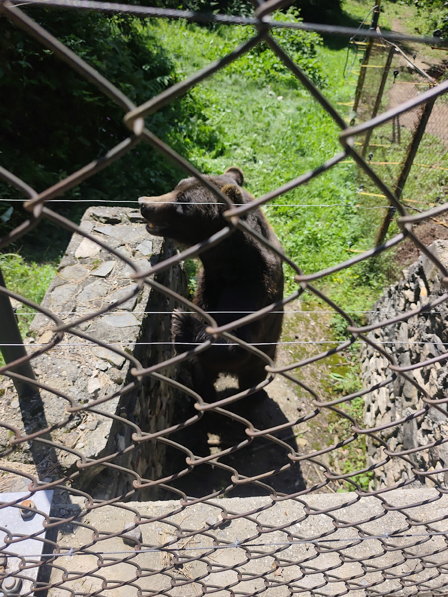 A brown bear stands on its hind legs within an enclosure, viewed through a chain-link fence. The bear is facing left, with its head turned slightly towards the viewer, its mouth open. The enclosure appears to be made of stone and concrete, with a backdrop of lush green foliage. The scene is lit by sunlight, casting shadows on the ground and the bear. The location is specified as Yakoruda, Bulgaria.