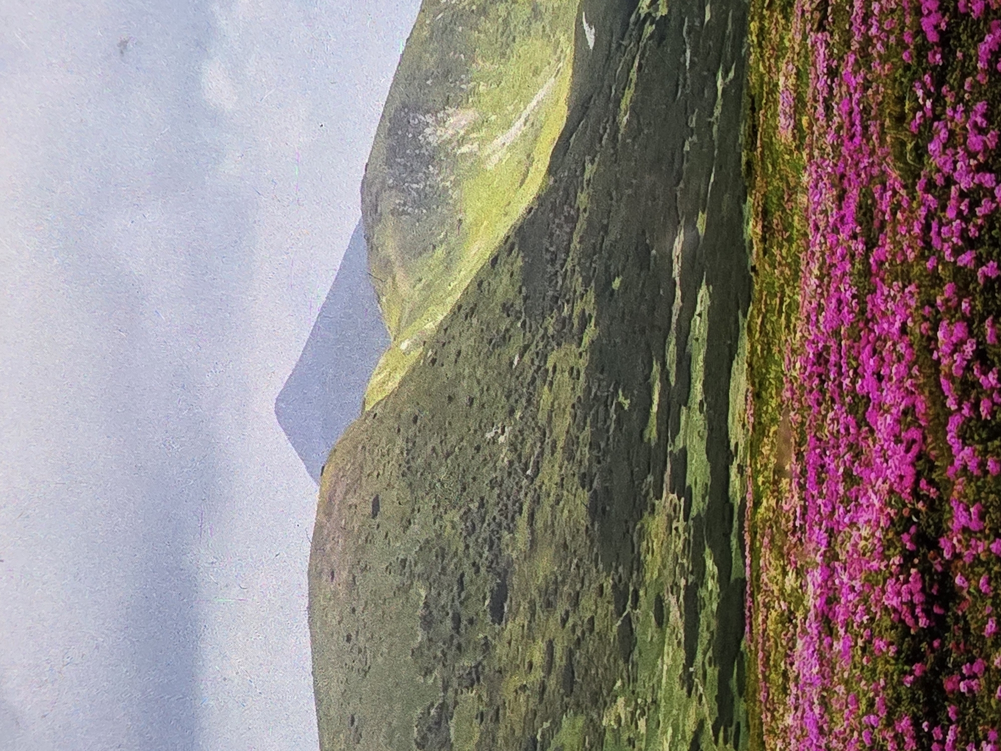 A wide-angle, low-angle shot depicts a vibrant mountain landscape under a hazy, overcast sky. In the foreground, a dense field of bright pink flowers, likely rhododendrons, stretches across the frame, creating a vivid carpet of color. Behind the flowers, rolling green hills rise, their surfaces textured with dark shadows and patches of lighter vegetation. Further in the distance, two prominent peaks are visible; the closer one is a dark green mountain with a lighter, sunlit slope on its right side, while the farther peak is a solitary, smooth, blue-gray mountain with a distinct pyramidal shape. A narrow, light-colored path or clearing is visible on the sunlit slope of the closer mountain. The overall impression is one of natural beauty and rugged terrain. The location is the city of Unknown, Unknown.