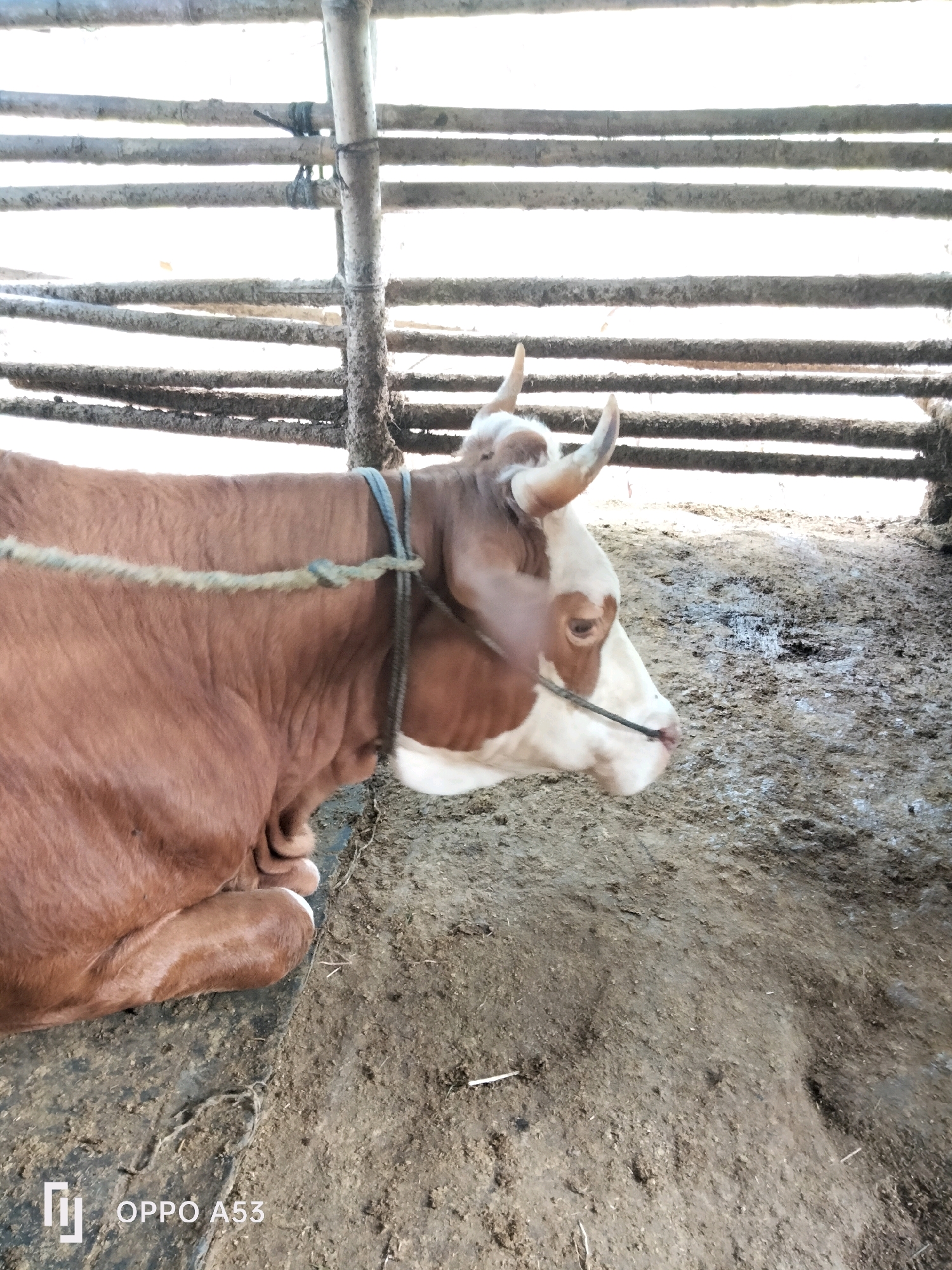 The image shows a brown and white cow lying down in a pen constructed of bamboo poles. A rope is tied around the cow's neck and also extends horizontally across the frame. The ground of the pen appears to be made of dirt and is wet in some areas. The background shows more of the bamboo fencing and what appears to be sunlight or sky behind it. The phone model "OPPO A53" is visible in the bottom left corner of the image. The scene is consistent with a domestic animal enclosure in a rural or semi-rural setting. This image was captured in Trenggalek, Indonesia, a regency in East Java known for its agricultural activities and livestock.