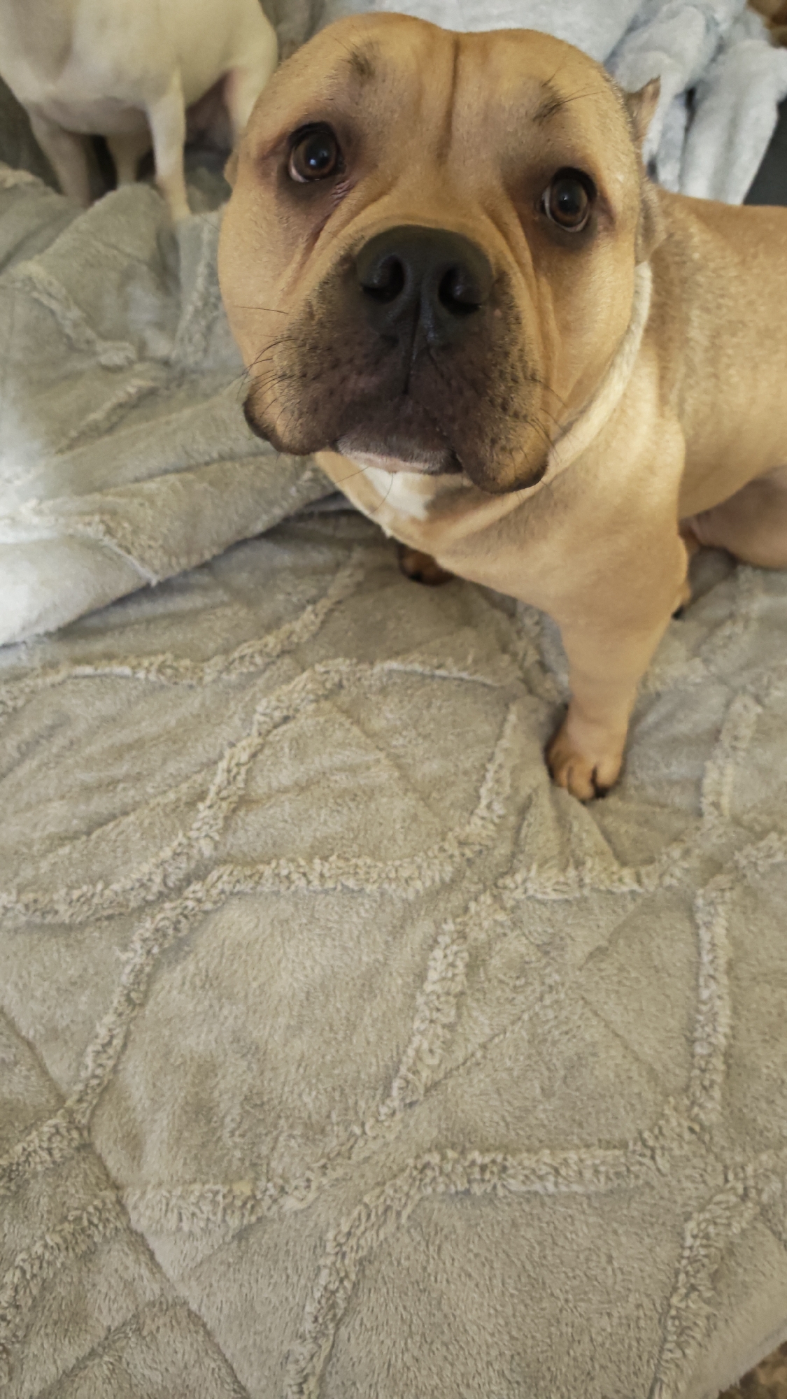 A medium-sized, fawn-colored American Bully dog is positioned in the foreground, gazing directly at the camera. It is sitting on a textured gray blanket. The dog has dark brown eyes, a black nose, and a white patch on its chest. Another, smaller, white dog is partially visible in the upper left corner. The location is not determinable from the image; the presence of Plovdiv, Bulgaria, cannot be confirmed or denied.