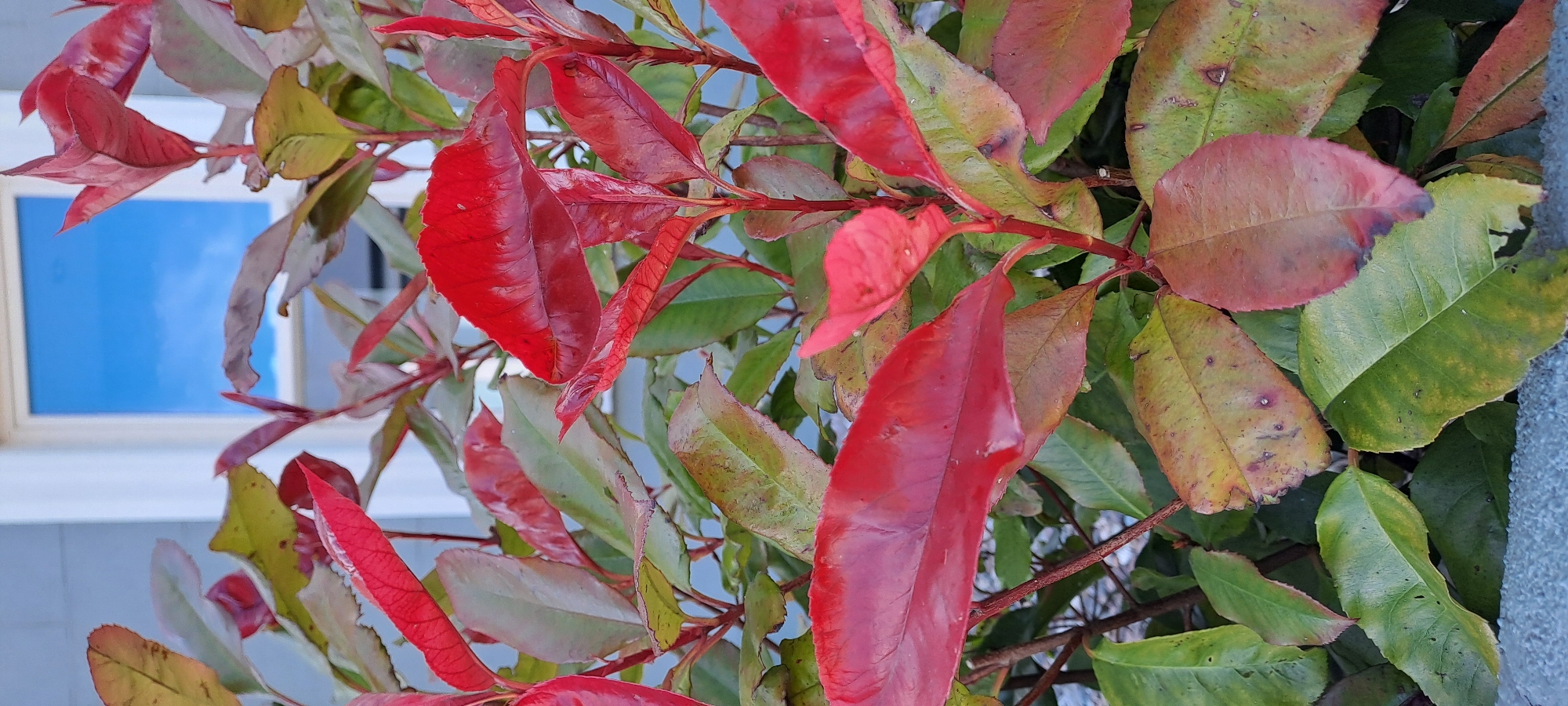 The image shows a close-up view of a Photinia Red Robin shrub with vibrant red and green leaves. The shrub is positioned in front of a building with a light-colored wall and a window reflecting a blue sky with some clouds. The lower part of the image shows a textured grey surface, possibly a wall or pavement. The lighting suggests it is daytime, with natural light illuminating the leaves and creating reflections on their waxy surfaces. The scene appears to be an outdoor setting in a residential or public area. No people are visible in the image.