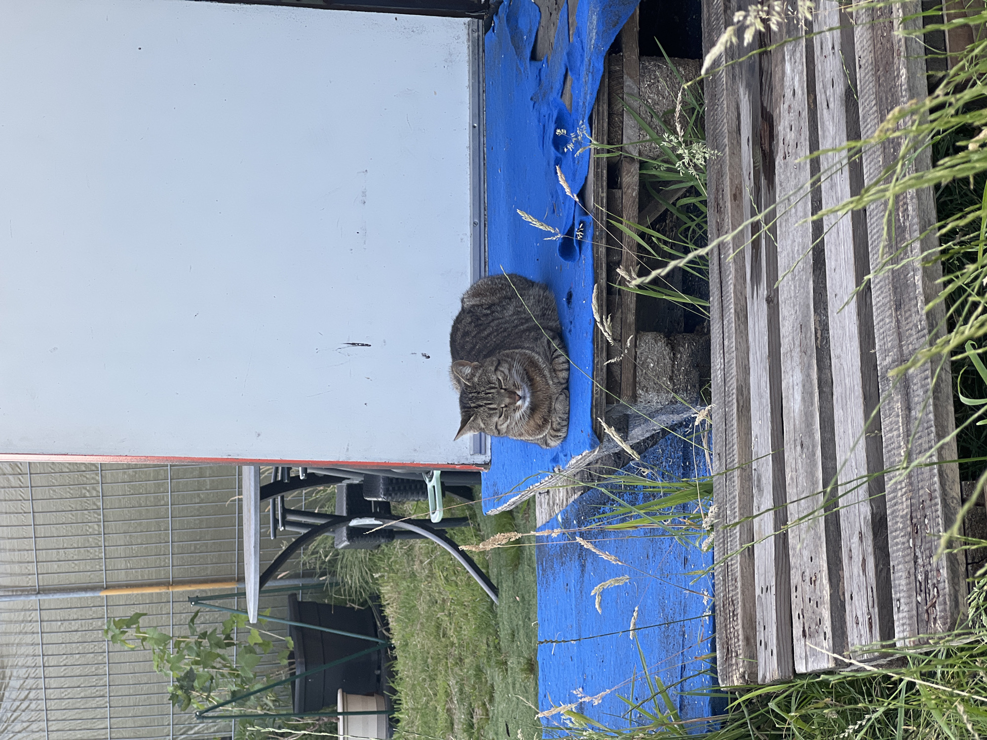 A tabby cat with closed eyes is resting on a blue tarp laid over wooden pallets. The cat is positioned on the right side of the image, curled up. The scene is outdoors, with tall grass in the foreground. In the background, there is a fence, a metal table with chairs, and a portion of a building with a white wall and red trim. The location is the city of Genemuiden, Netherlands.
