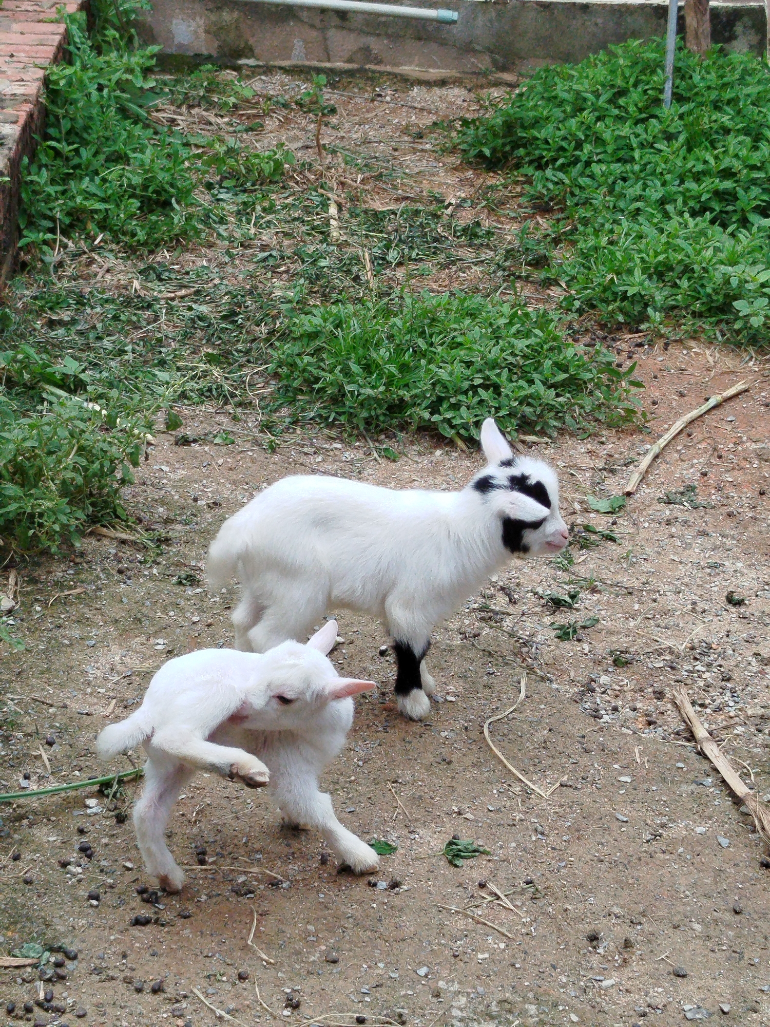 Two young goats, one primarily white with black markings on its head and black hooves, and another entirely white, are standing on a dirt ground with scattered pebbles and dry plant debris. The white goat with black markings is looking to the right, and its body is angled towards the viewer. The all-white goat is in the foreground, facing left, with its head lowered and one leg bent, appearing to be scratching or grooming itself. Green vegetation, a mix of grass and larger leafy plants, is visible in the background, growing along the edge of a brick structure and a cement wall. A white pipe runs horizontally above the cement wall. The scene suggests a rural or semi-rural outdoor enclosure, possibly a farm or a backyard area, located in the city of Da Lat, Vietnam, known for its cooler climate and agricultural activities.