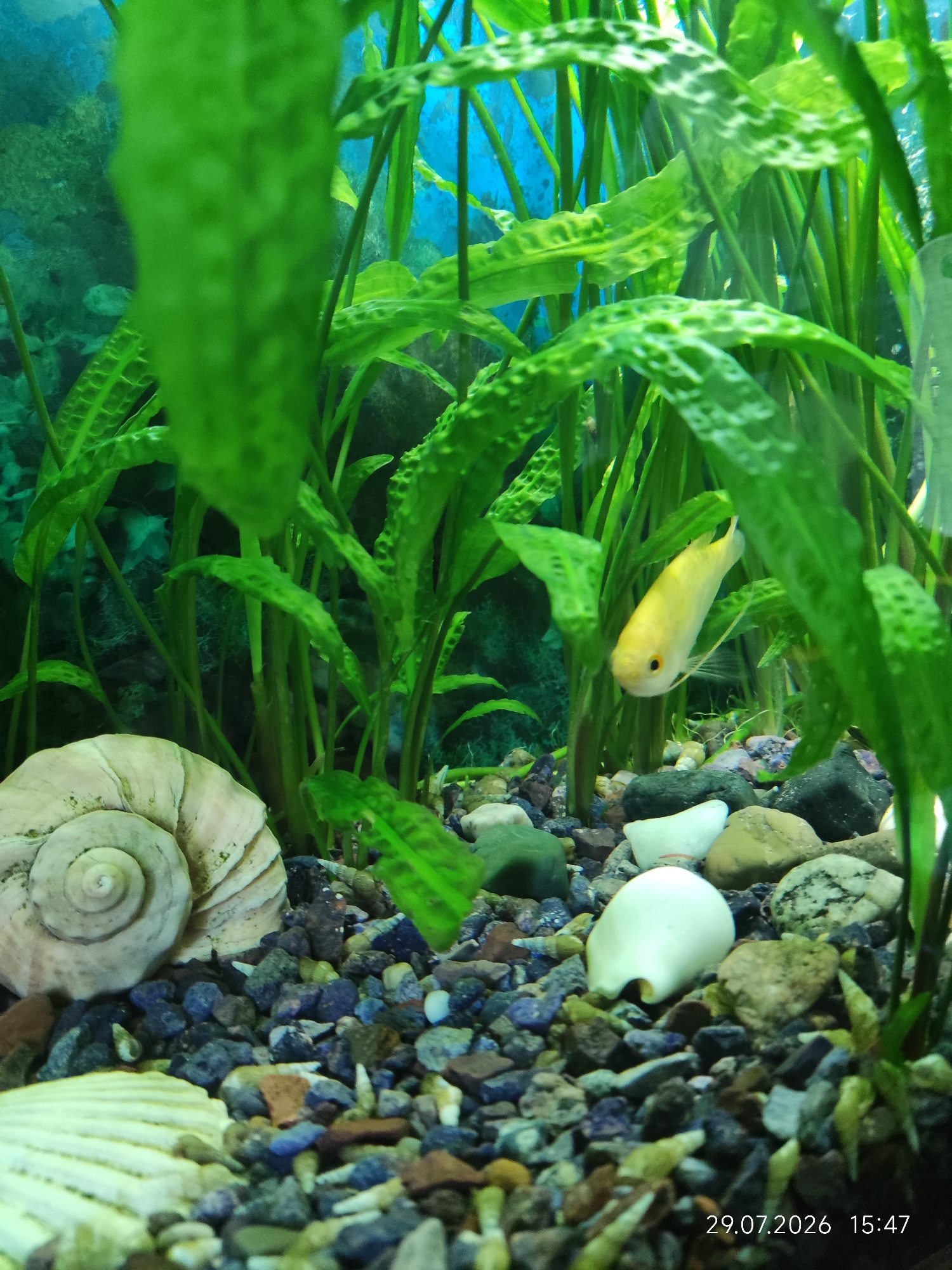 The image shows an aquarium with green aquatic plants, colorful pebbles, a large snail shell, and a small yellow fish swimming among the plants. In the foreground, there are various rocks and shell fragments. The background is blurred and shows a blue aquarium wall with some algae. A date and time stamp at the bottom right corner reads "29.07.2026 15:47". This image was taken in Karshi City, Uzbekistan.