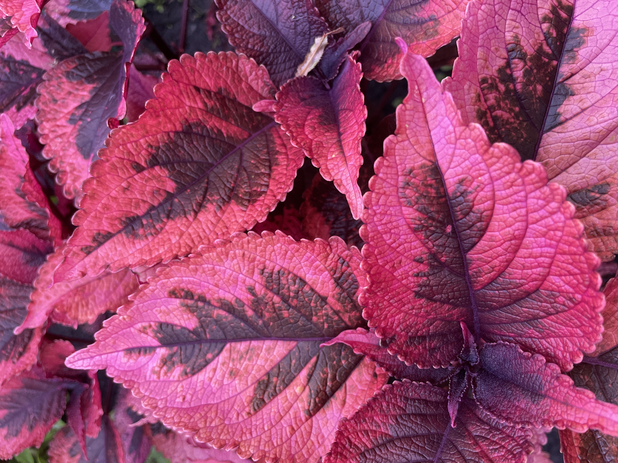 The image shows a close-up, overhead view of a cluster of vibrant pink and dark purple leaves of a coleus plant. The leaves have a crinkled texture and serrated edges, with prominent veins. The lighting highlights the rich, saturated colors of the foliage. There is no discernible indication of the city of Ufa, Russia, or any other specific geographic location, nor are there any people or actions depicted. The scene is purely a botanical close-up.