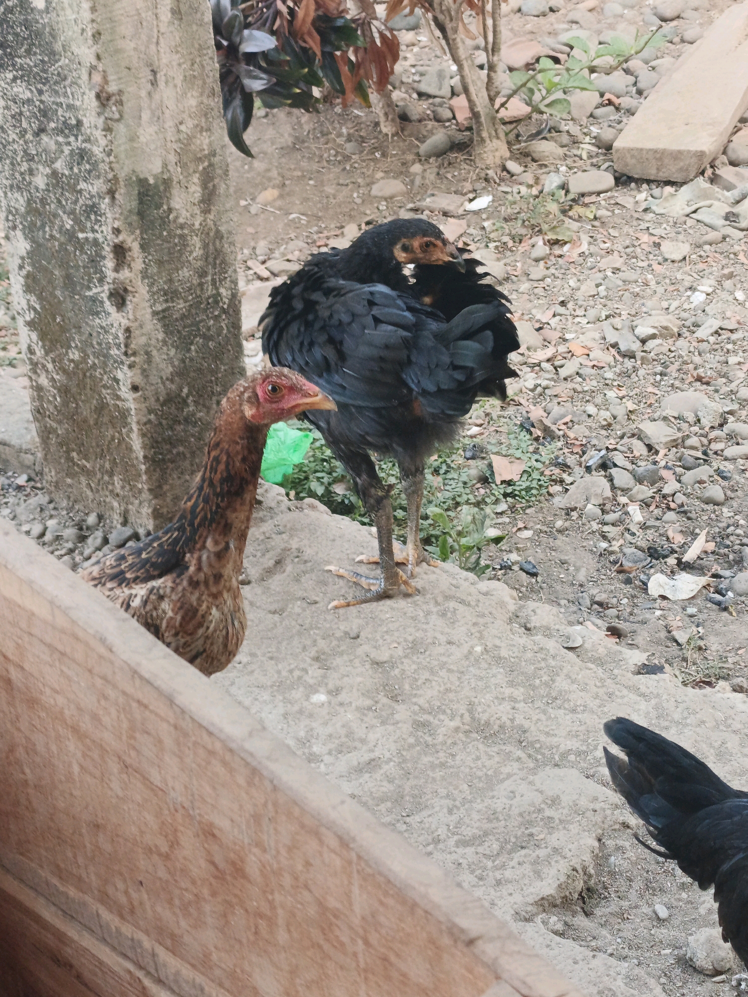 This is a medium shot, eye-level, outdoor photograph taken in Bumiharjo, Indonesia, depicting two chickens on a concrete surface. The chicken in the foreground, on the left, is a pullet with brown and black plumage, facing to the right and looking away from the camera. Behind it and slightly to the right, a black chicken is standing with its head tucked into its body, appearing to be preening or resting. The environment consists of a rough, grey concrete platform with scattered rocks and dirt, and some vegetation in the background. A weathered, grey concrete post is visible on the left side of the frame, and a wooden barrier runs across the bottom. The overall impression is a candid, unposed scene of rural animal life.