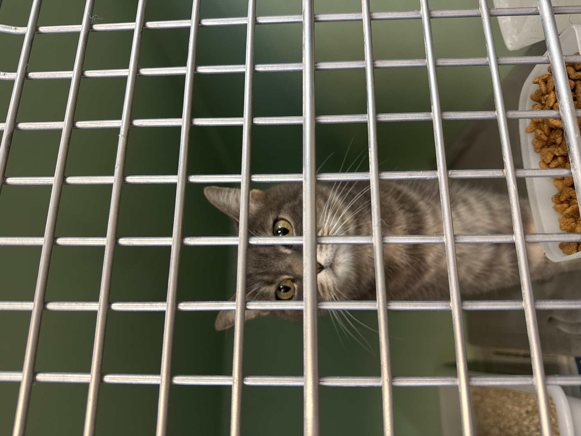 A gray tabby cat looks directly at the camera through the metal bars of a cage. The cat's head is tilted to its right, with its luminous green-yellow eyes prominent and focused on the viewer. Its face and chest are visible, with long white whiskers fanning out from its nose. The fur is a mix of gray and brown tones with darker tabby stripes.
The scene is dominated by the grid of thick, light gray metal bars in the foreground, creating a confined view. Behind the bars, a plain, light green wall forms the background. In the upper right corner of the cage, a white food bowl filled with brown kibble is visible. Towards the bottom right, a white tray containing what appears to be litter or bedding can be partially seen.
The cat appears to be indoors, likely in an animal shelter, vet clinic, or similar facility. The overall impression is one of observation, with the cat showing a curious or slightly cautious expression. There is no visible text in the image. The location context provided is Barcelona, Spain.