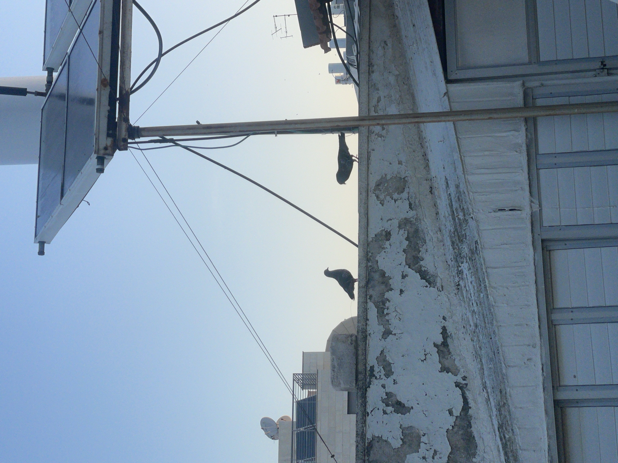 The image, taken from a low angle, depicts an urban scene in Petah Tikva, Israel. The focus is on the upper portion of a tall, weathered building with peeling white paint on its exterior wall. Two pigeons are perched on the building. The lower pigeon is facing left, while the upper one is inverted, appearing to hang from the structure.
In the background, a clear, light blue sky dominates. Other buildings and infrastructure elements are visible, including antennae and satellite dishes. A metal frame structure, possibly a sign or support for equipment, is visible in the foreground. Wires extend across the frame, adding to the industrial feel of the scene.