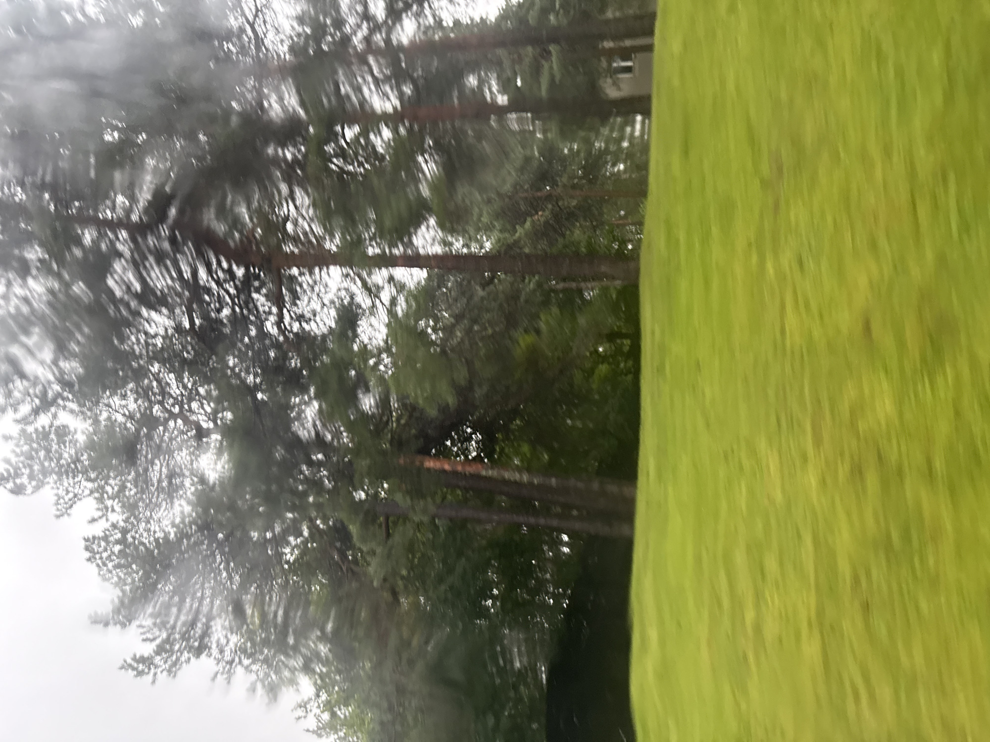 The image shows a blurred view of a green grassy slope in front of a line of trees. A few buildings are visible behind the trees. The sky is overcast. The image appears to have been taken from a moving vehicle, as evidenced by the motion blur. The location is identified as Tallinn, Estonia.