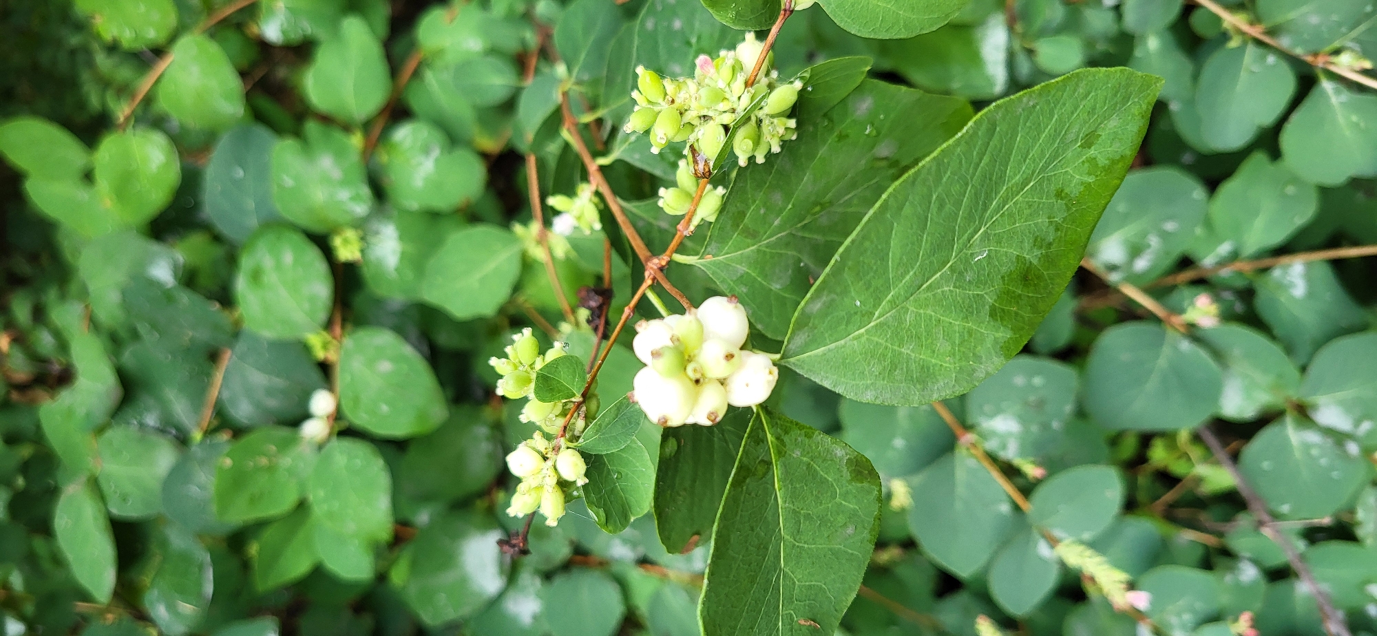A close-up, eye-level shot captures a cluster of white berries and developing green berries on a branch of a snowberry bush. The berries are round and plump, with a smooth texture. They are nestled among lush green leaves, some of which show signs of water droplets. The background is filled with more of the same foliage, creating a soft, diffused effect. The overall impression is one of natural growth and the beginning stages of fruit development. This image was taken in Oskemen, Kazakhstan.
