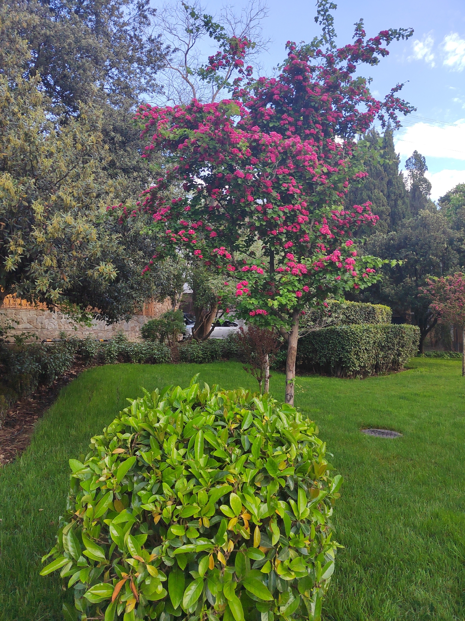 The image shows a well-maintained garden or park, possibly in an urban environment. The location is Unknown, Unknown. In the foreground, there is a rounded bush with lush green leaves. Behind it is a lawn of short grass, interspersed with a few ground-level features. In the center, there is a tree in bloom with pink flowers, with a thin trunk. Behind it, there are other green trees and shrubs, some arranged as hedges. A stone wall is visible in the background, along with portions of buildings and a light-colored vehicle. The sky is partially visible, with some clouds. There are no people visible.